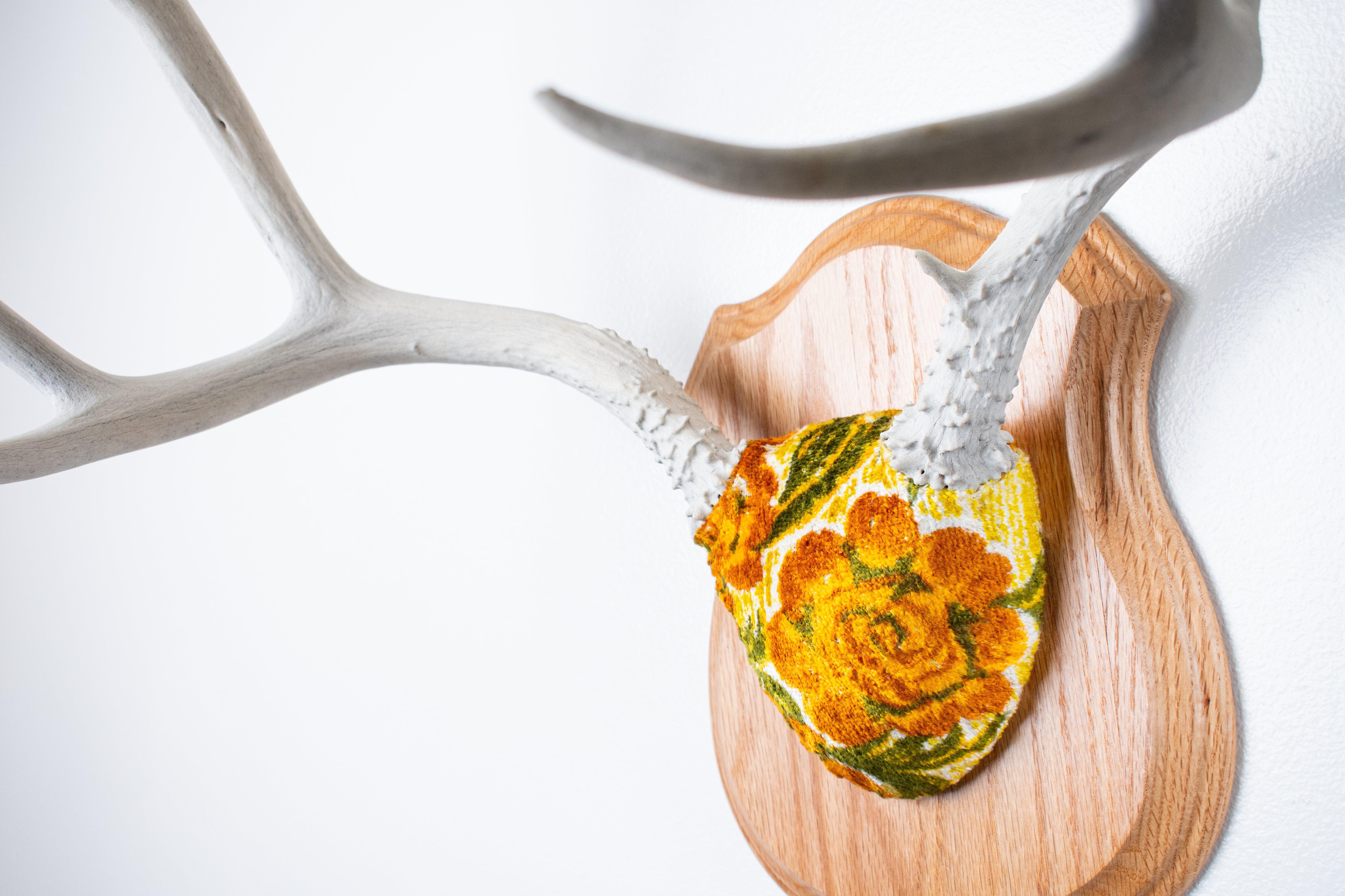 Mule Deer Antler Mount | Golden Marigold | 13