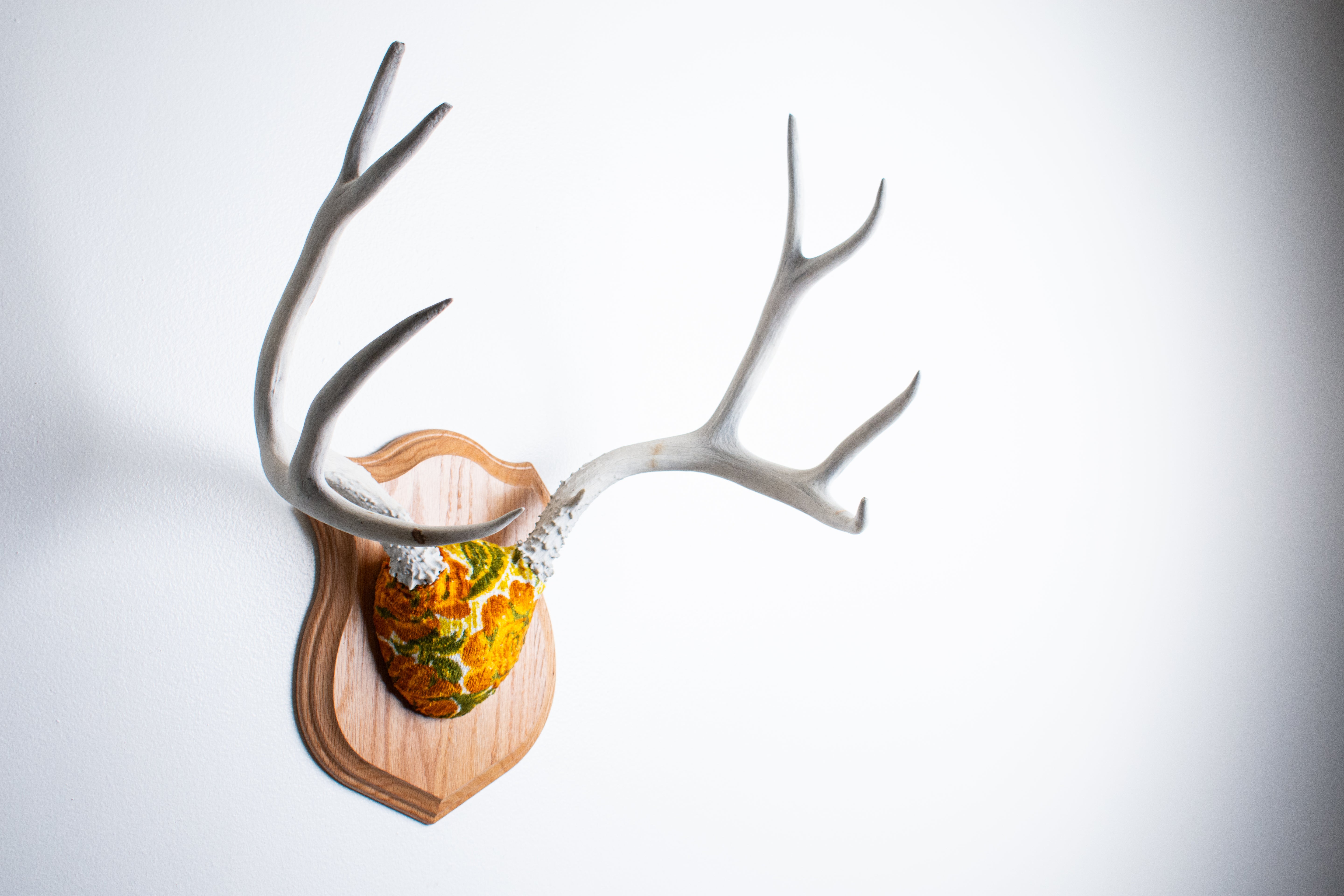 Mule Deer Antler Mount | Golden Marigold | 13