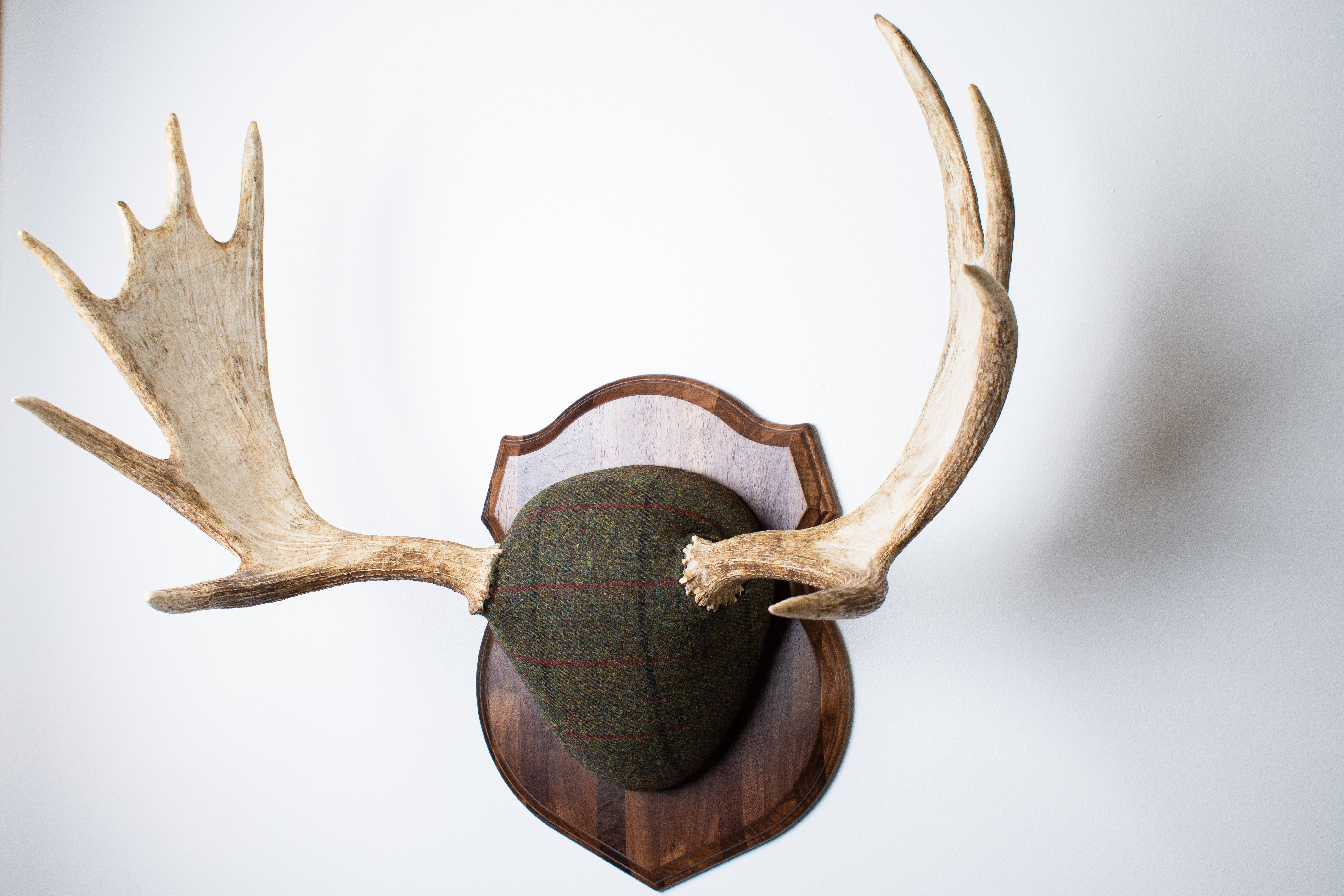 Moose Antler Mount | Green with Black and Red Overcheck | 25