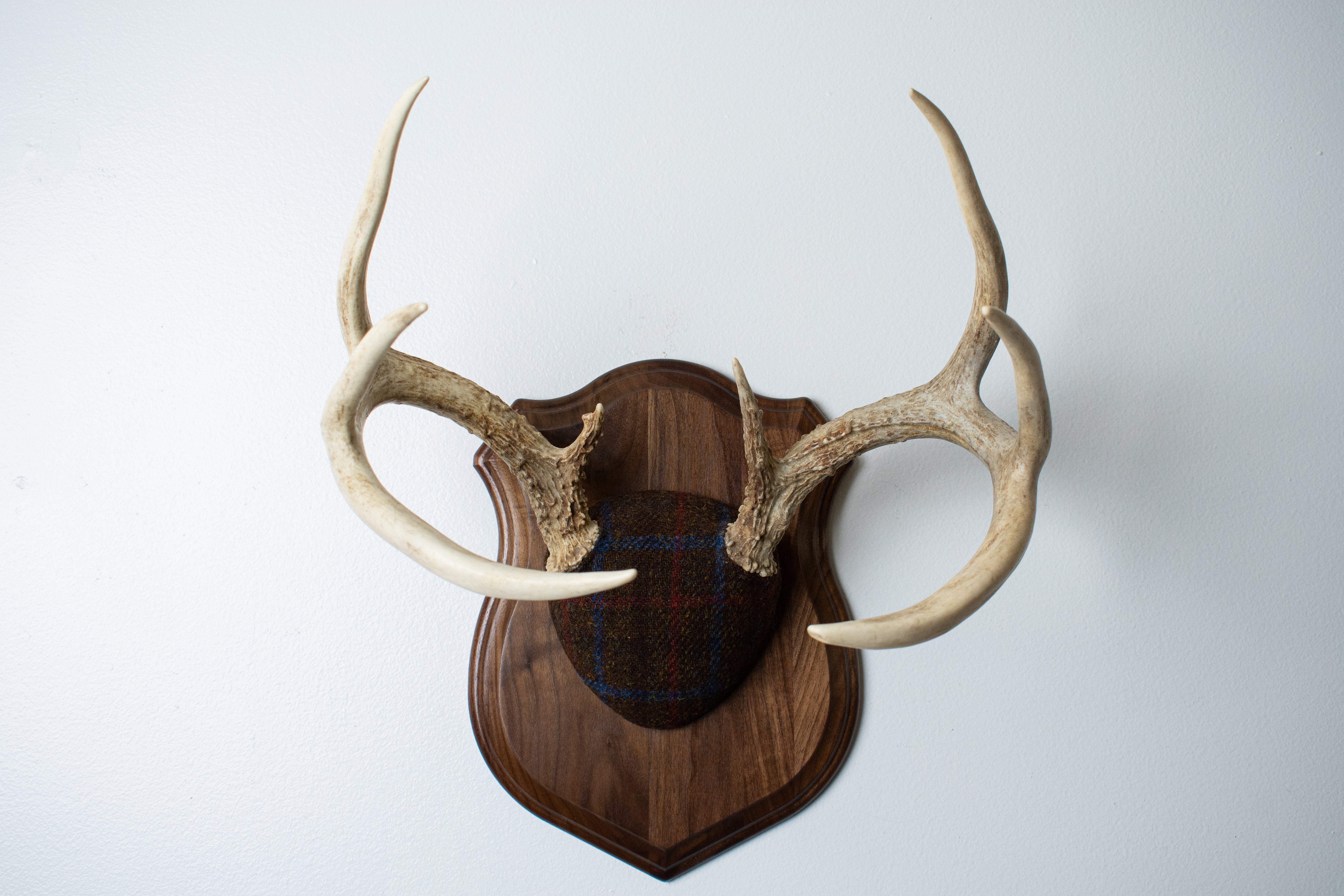 Whitetail Deer Antler Mount | Brown with Red and Blue Overcheck | 28