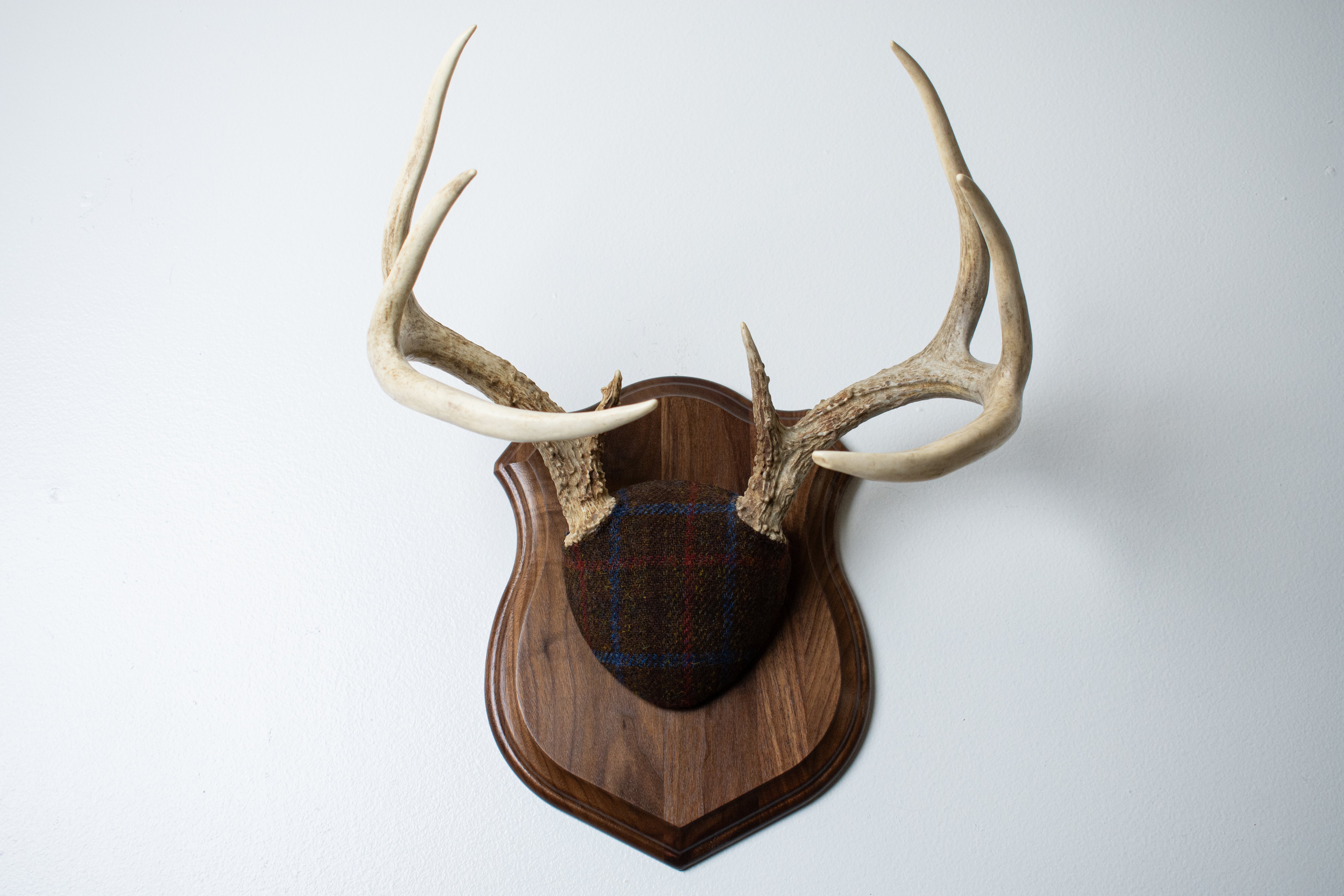 Whitetail Deer Antler Mount | Brown with Red and Blue Overcheck | 28