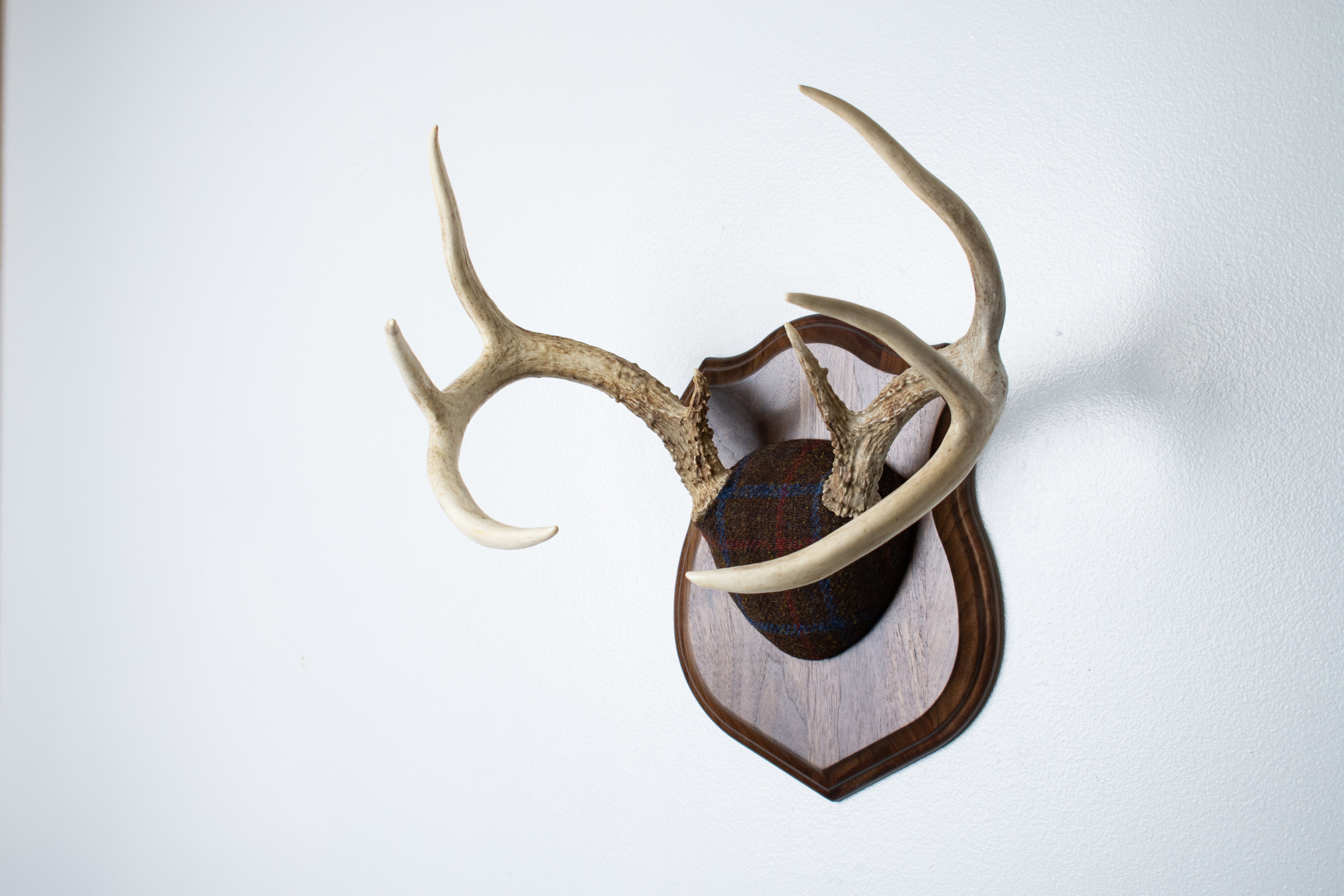 Whitetail Deer Antler Mount | Brown with Red and Blue Overcheck | 28