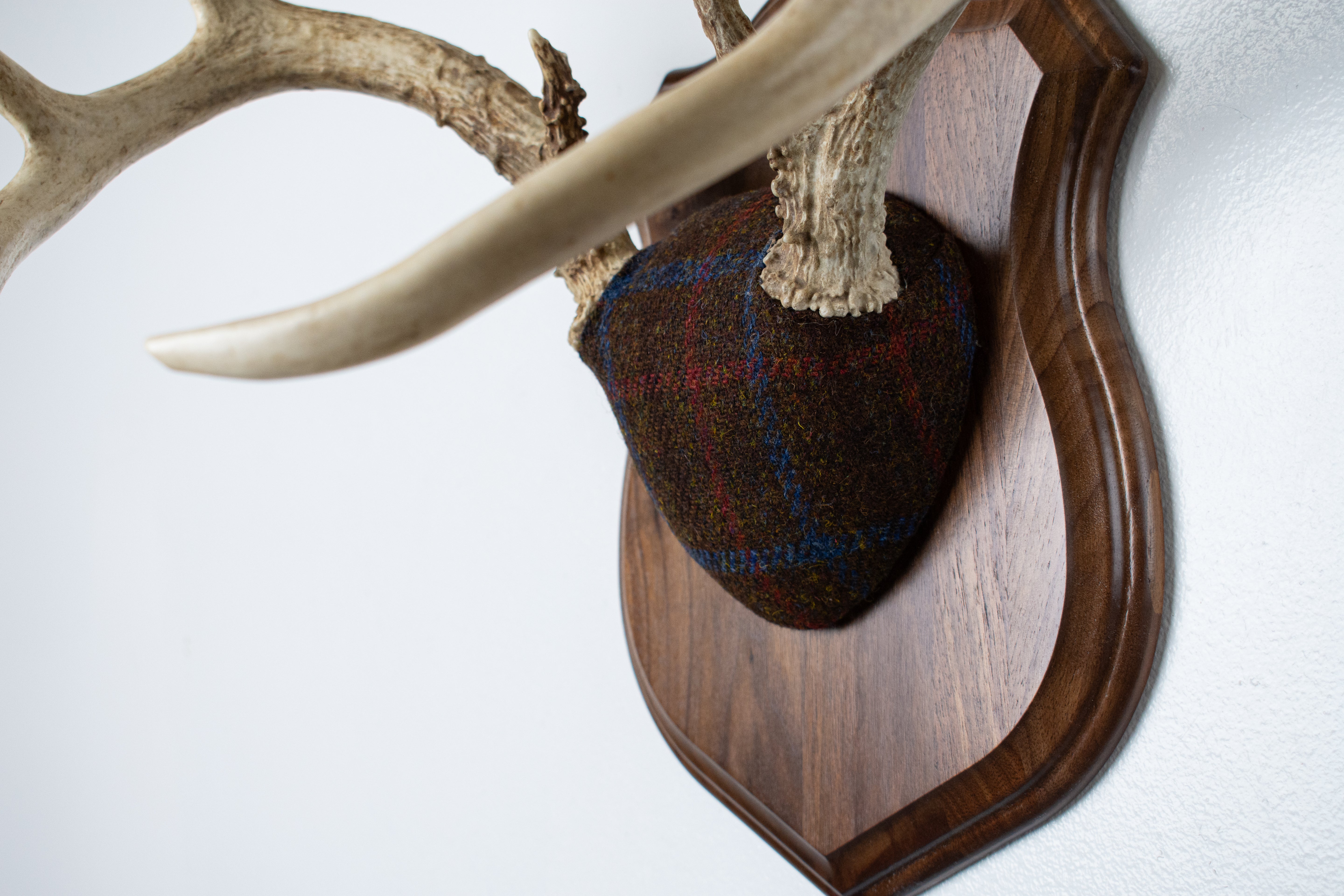 Whitetail Deer Antler Mount | Brown with Red and Blue Overcheck | 28