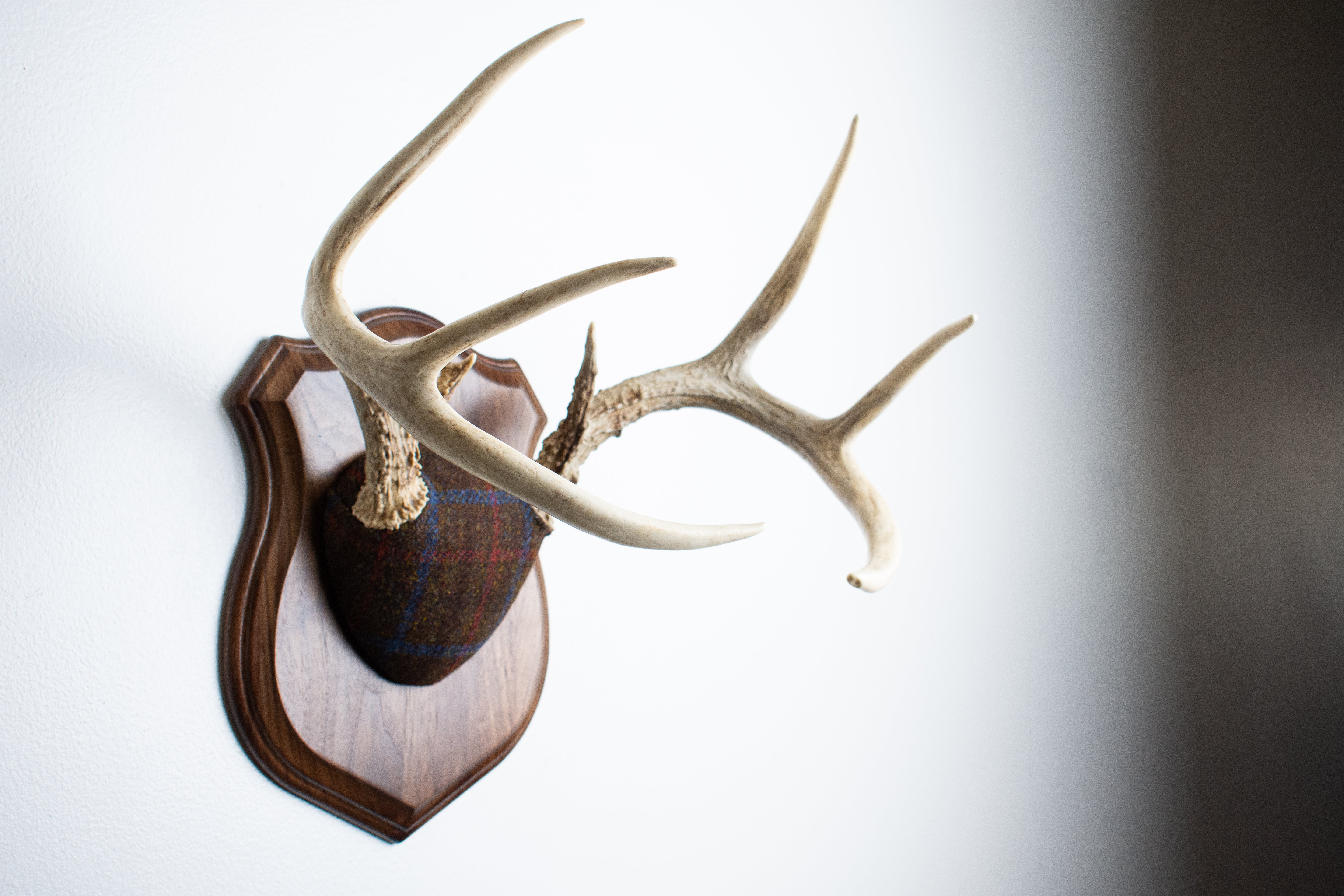 Whitetail Deer Antler Mount | Brown with Red and Blue Overcheck | 28