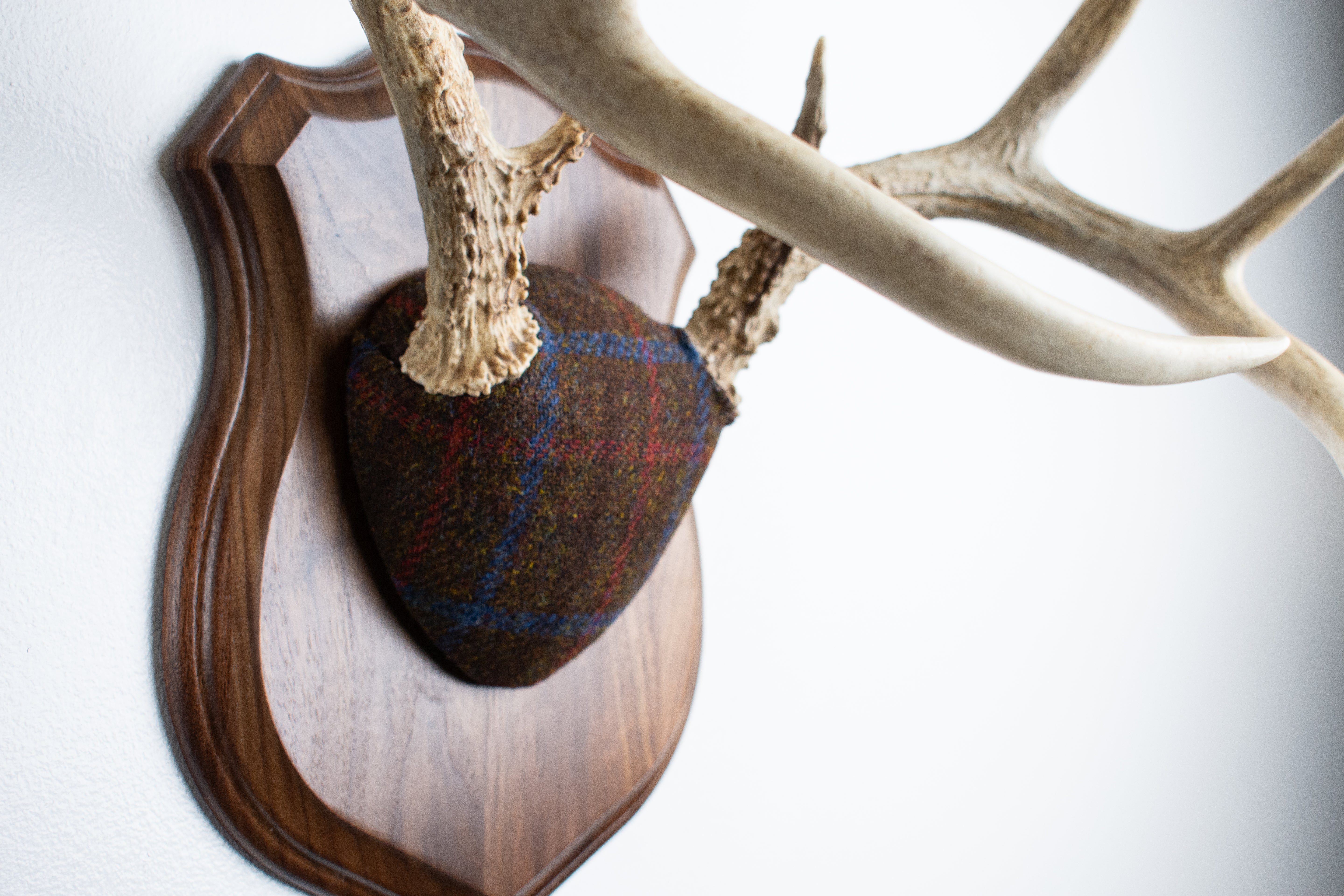 Whitetail Deer Antler Mount | Brown with Red and Blue Overcheck | 28