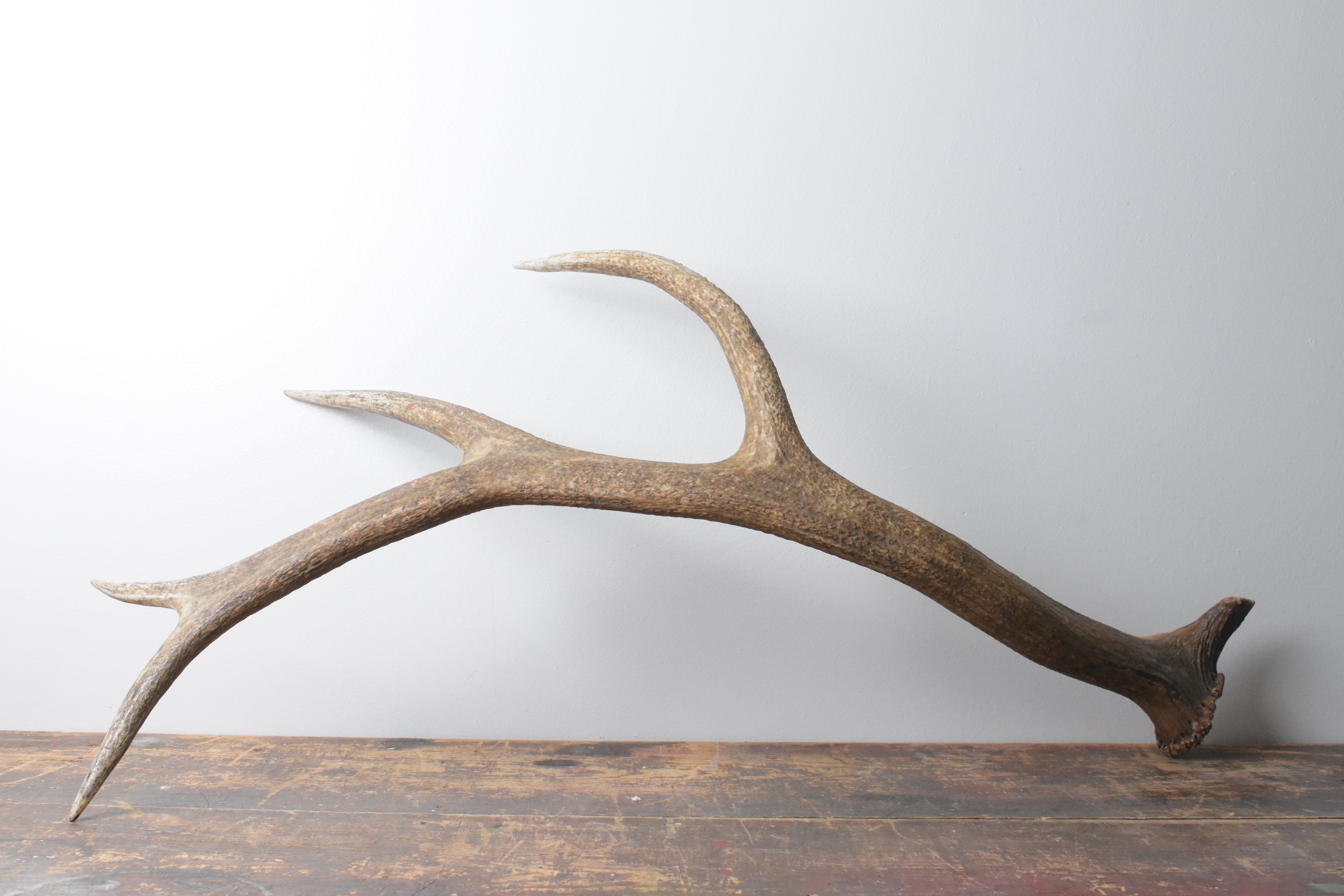 Elk Antler | Large Size | 105