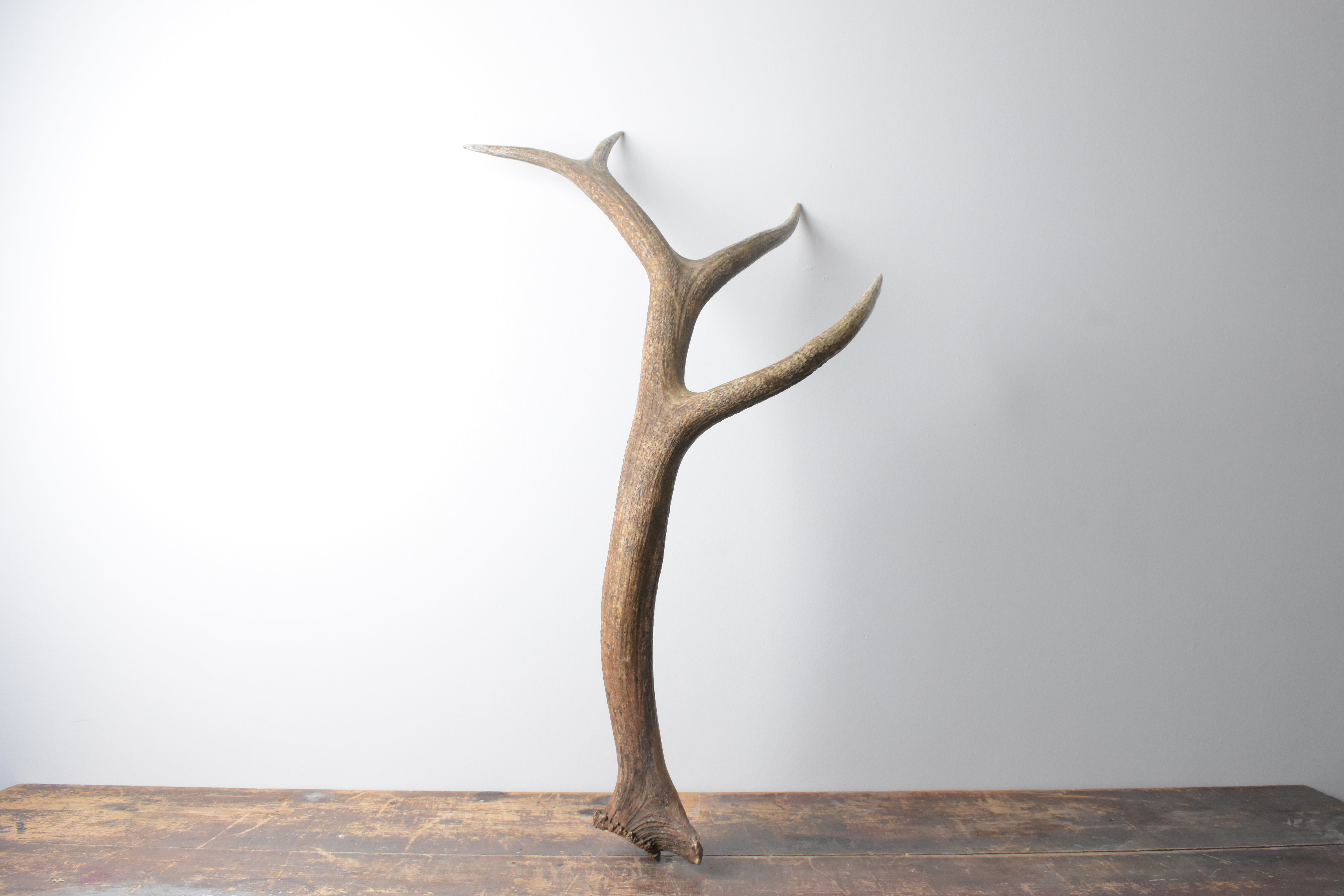 Elk Antler | Large Size | 105