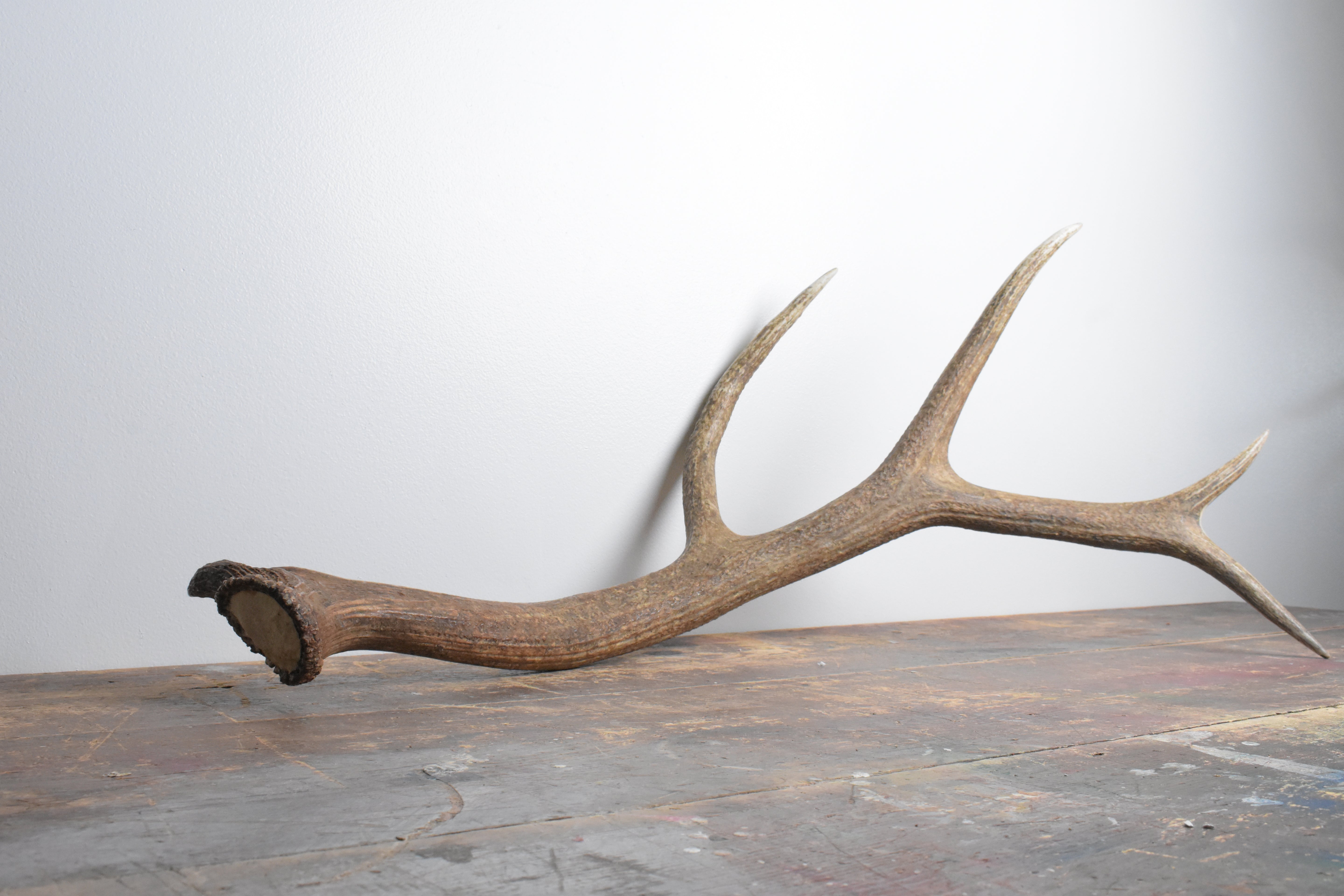Elk Antler | Large Size | 105