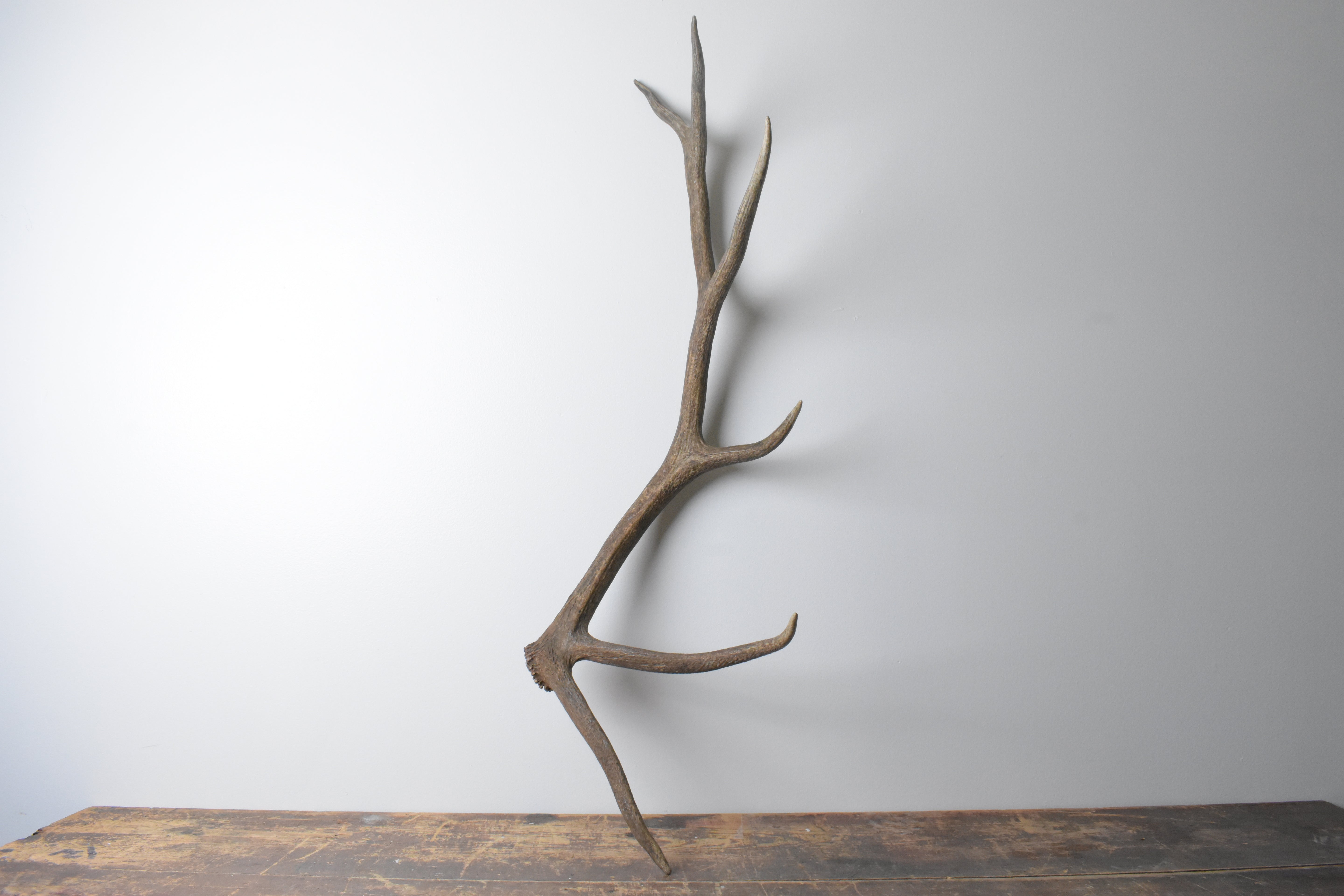 Elk Antler | Large Size | 100
