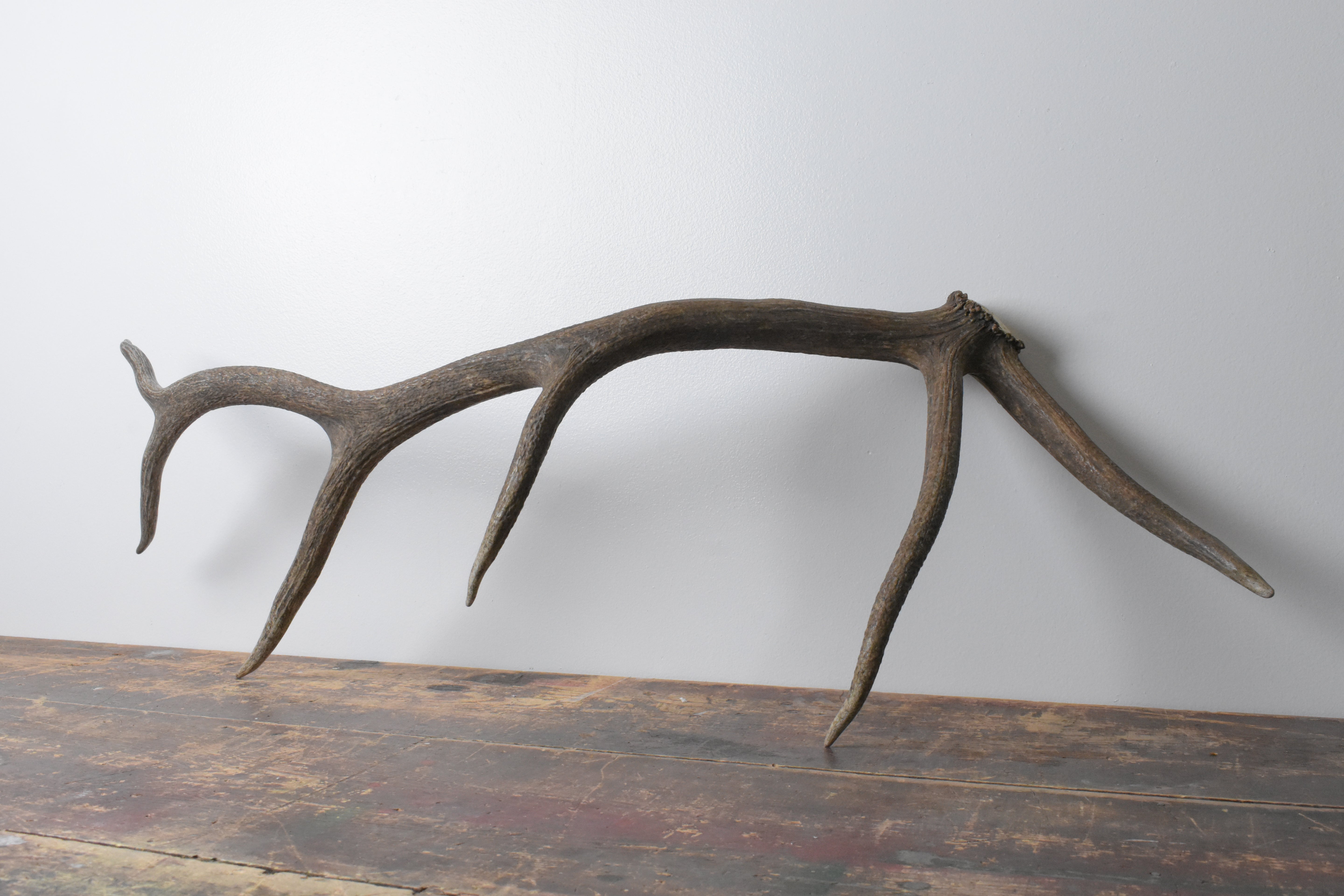Elk Antler | Large Size | 100
