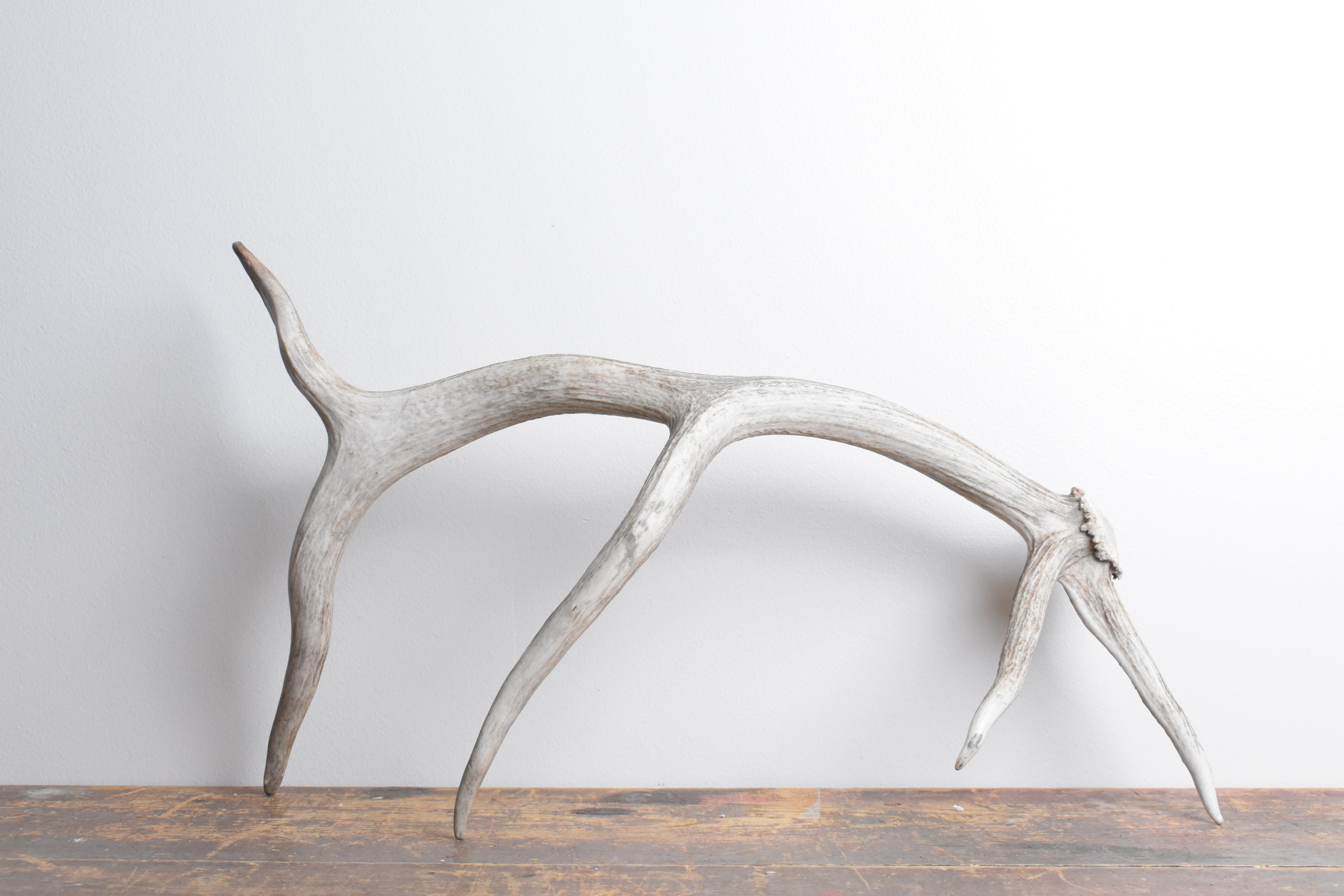 Elk Antler | Small Size | 109