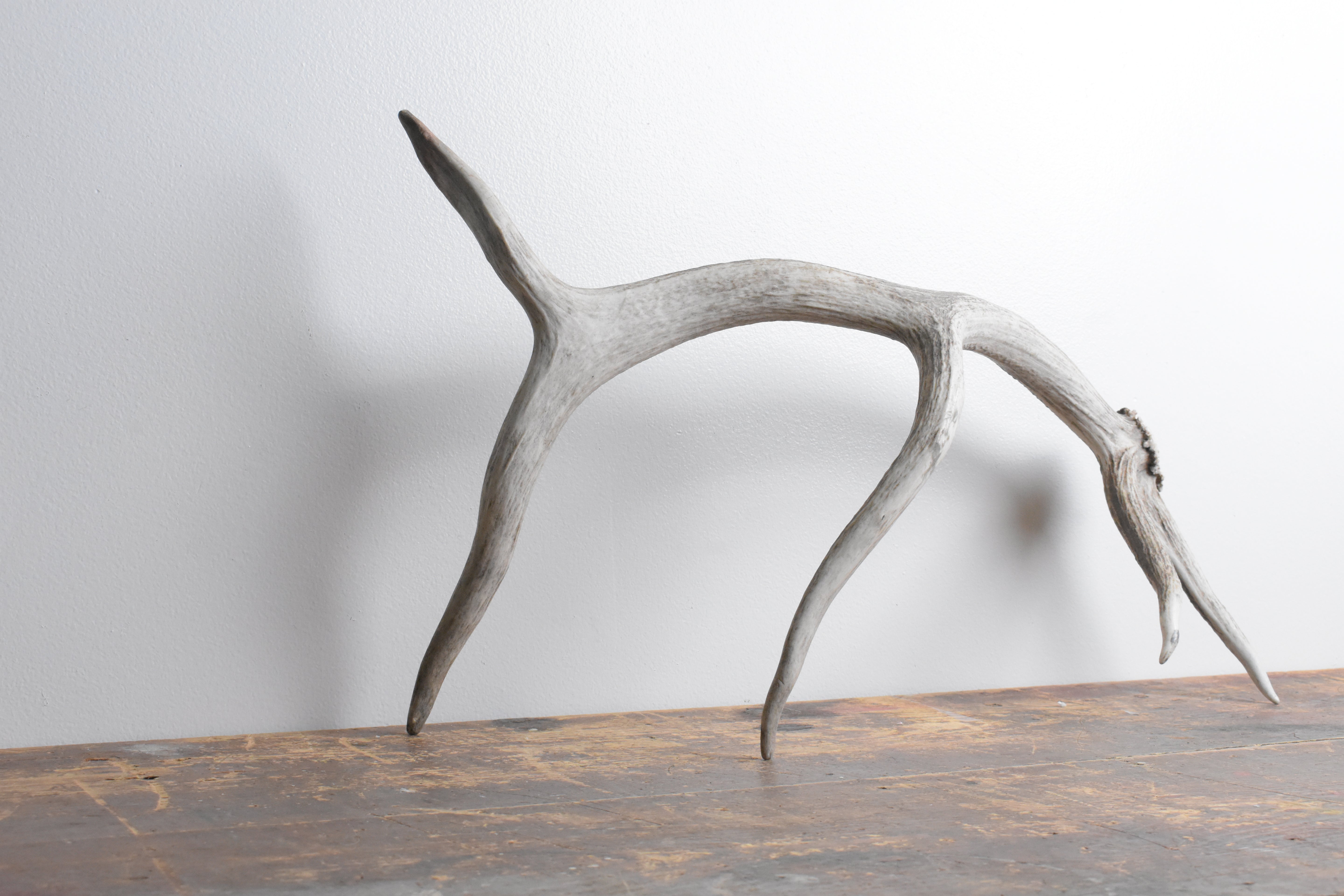 Elk Antler | Small Size | 109