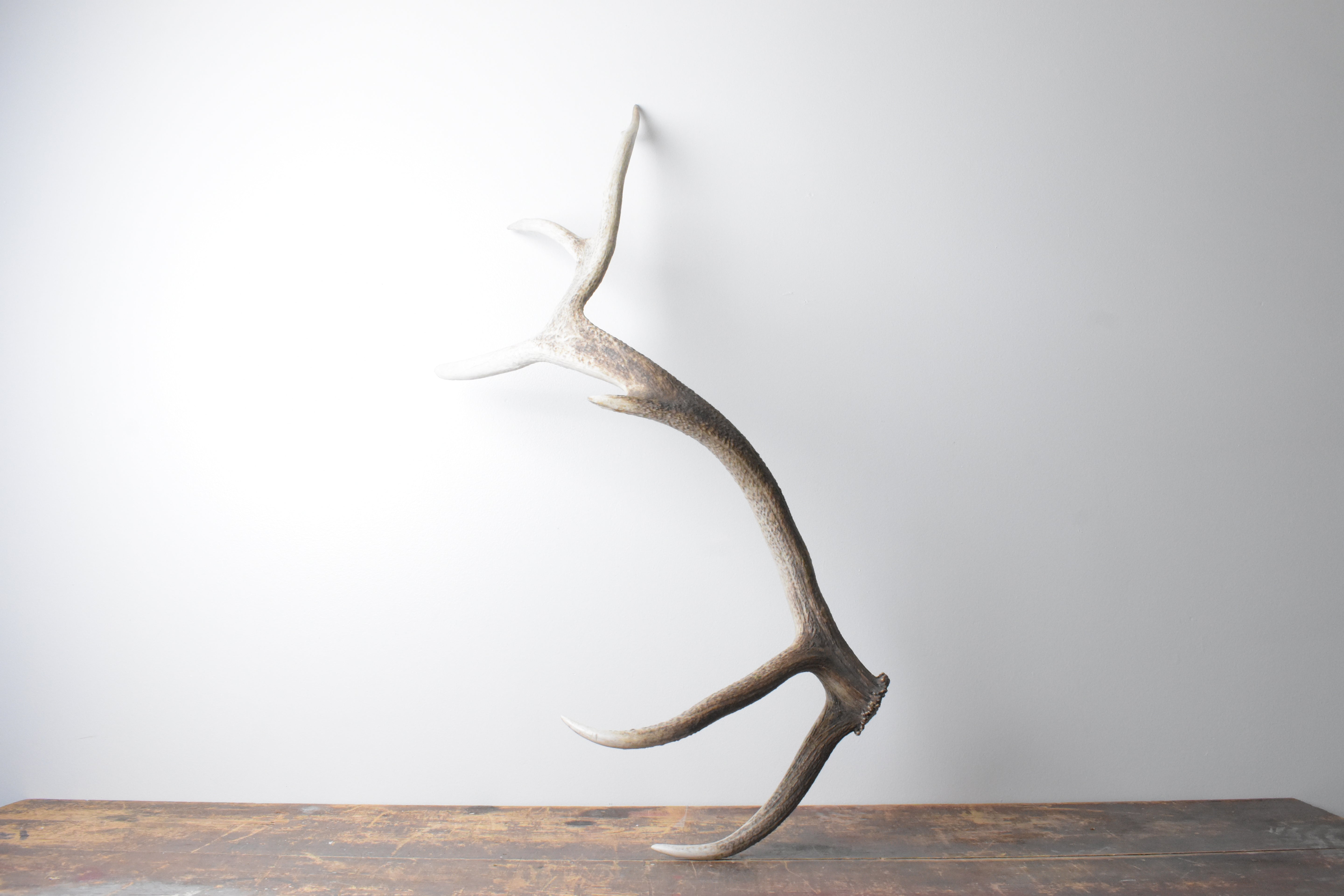 Elk Antler | Extra-Large Size | 115