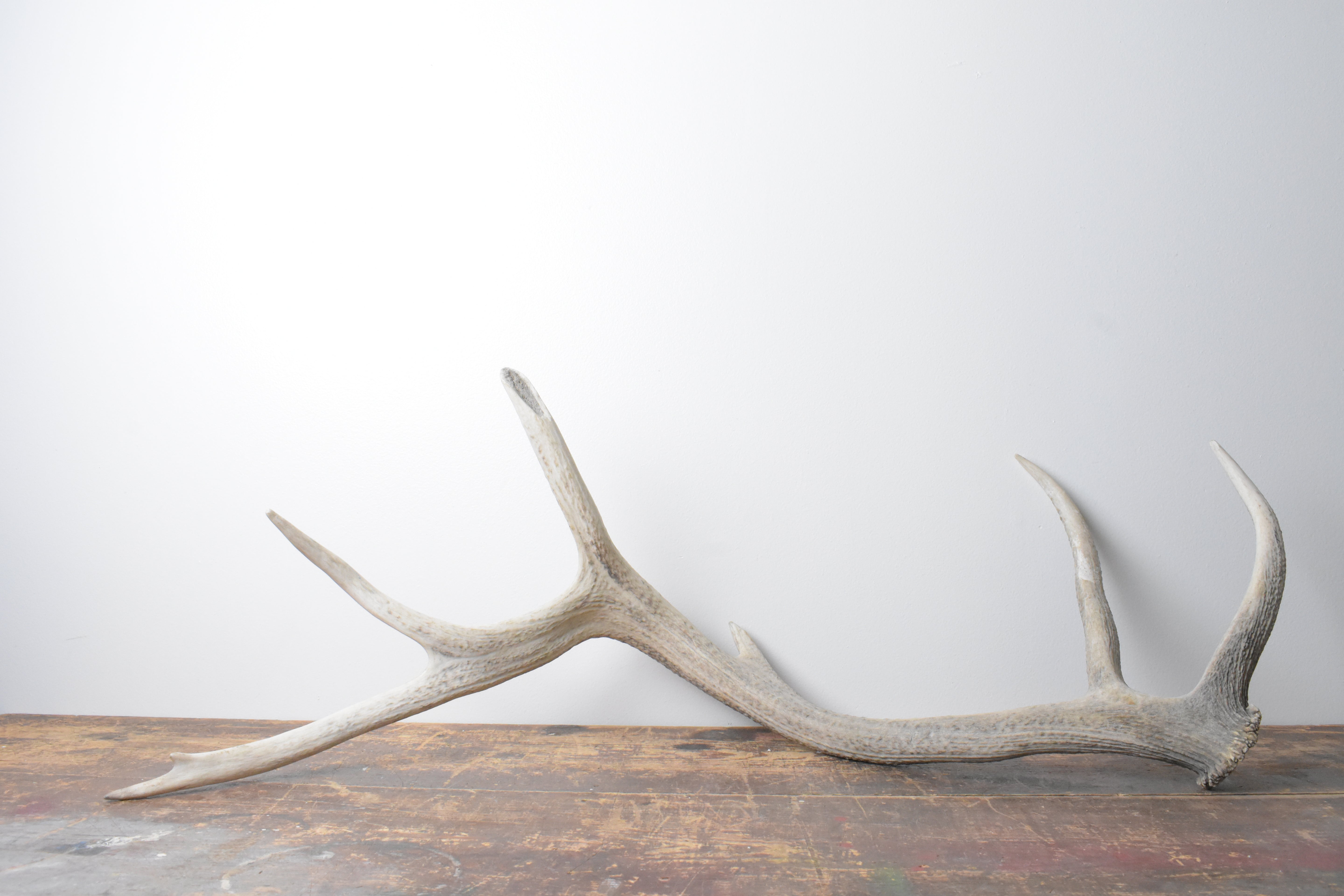 Elk Antler | Extra-Large Size | 115
