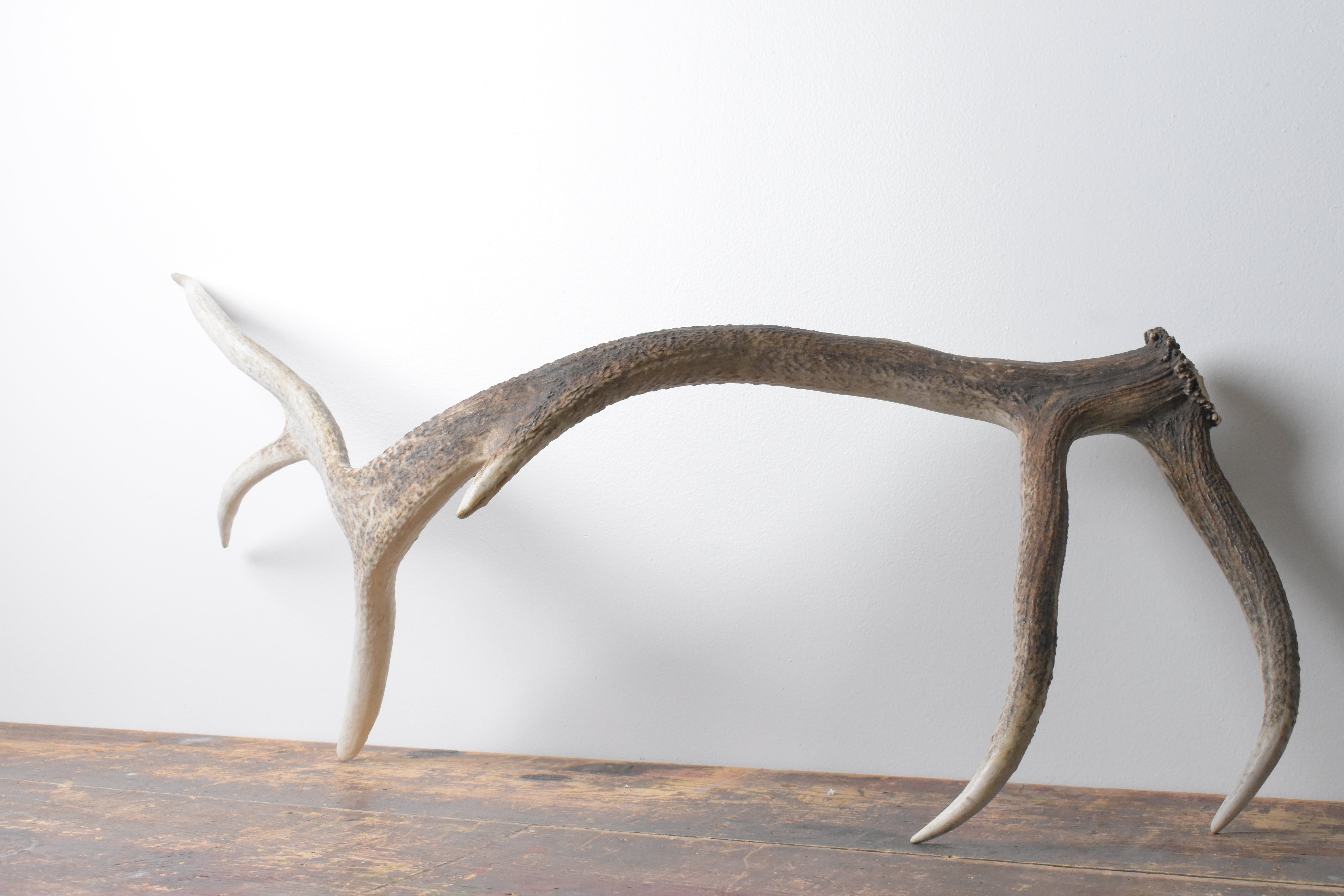 Elk Antler | Extra-Large Size | 115