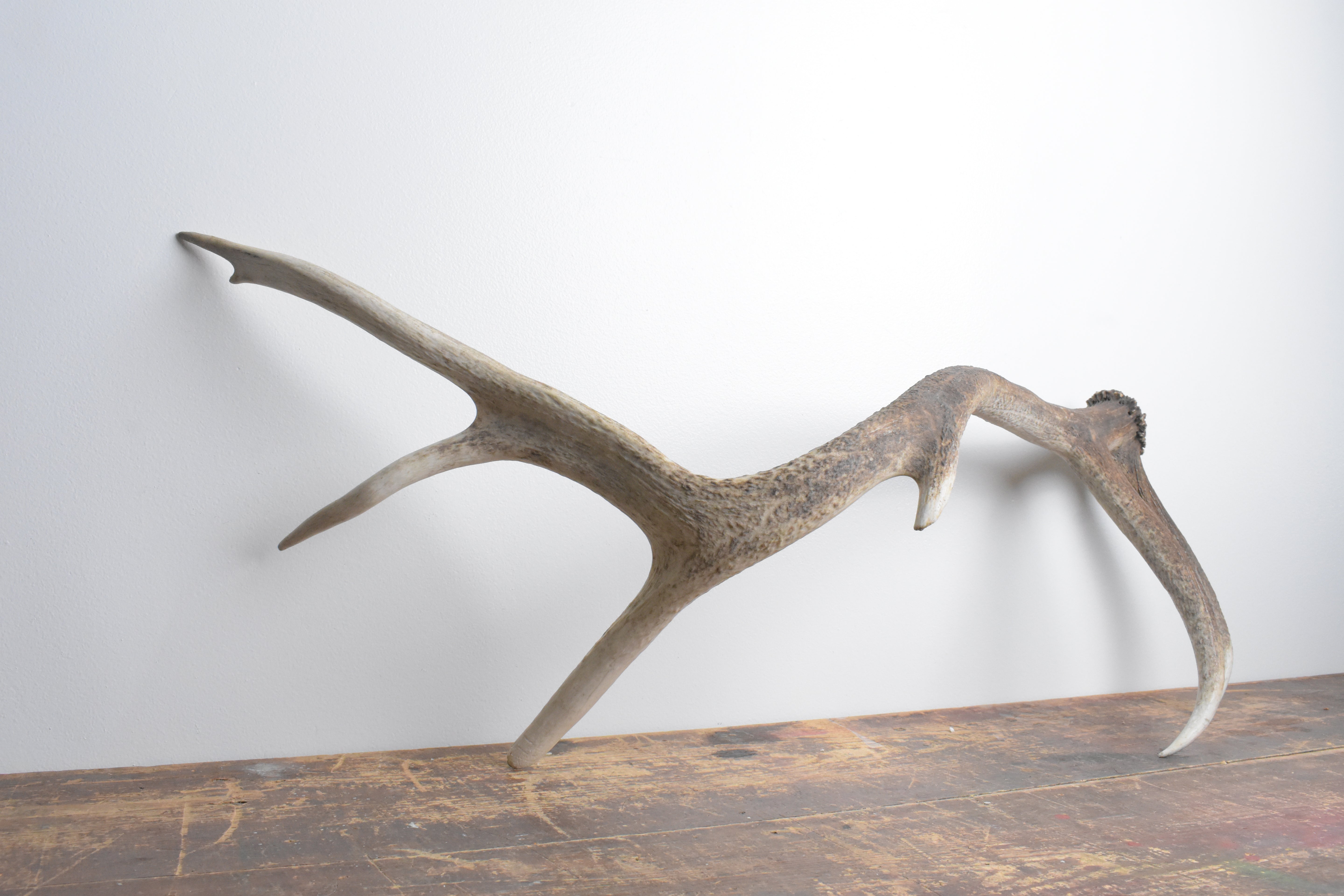 Elk Antler | Extra-Large Size | 115