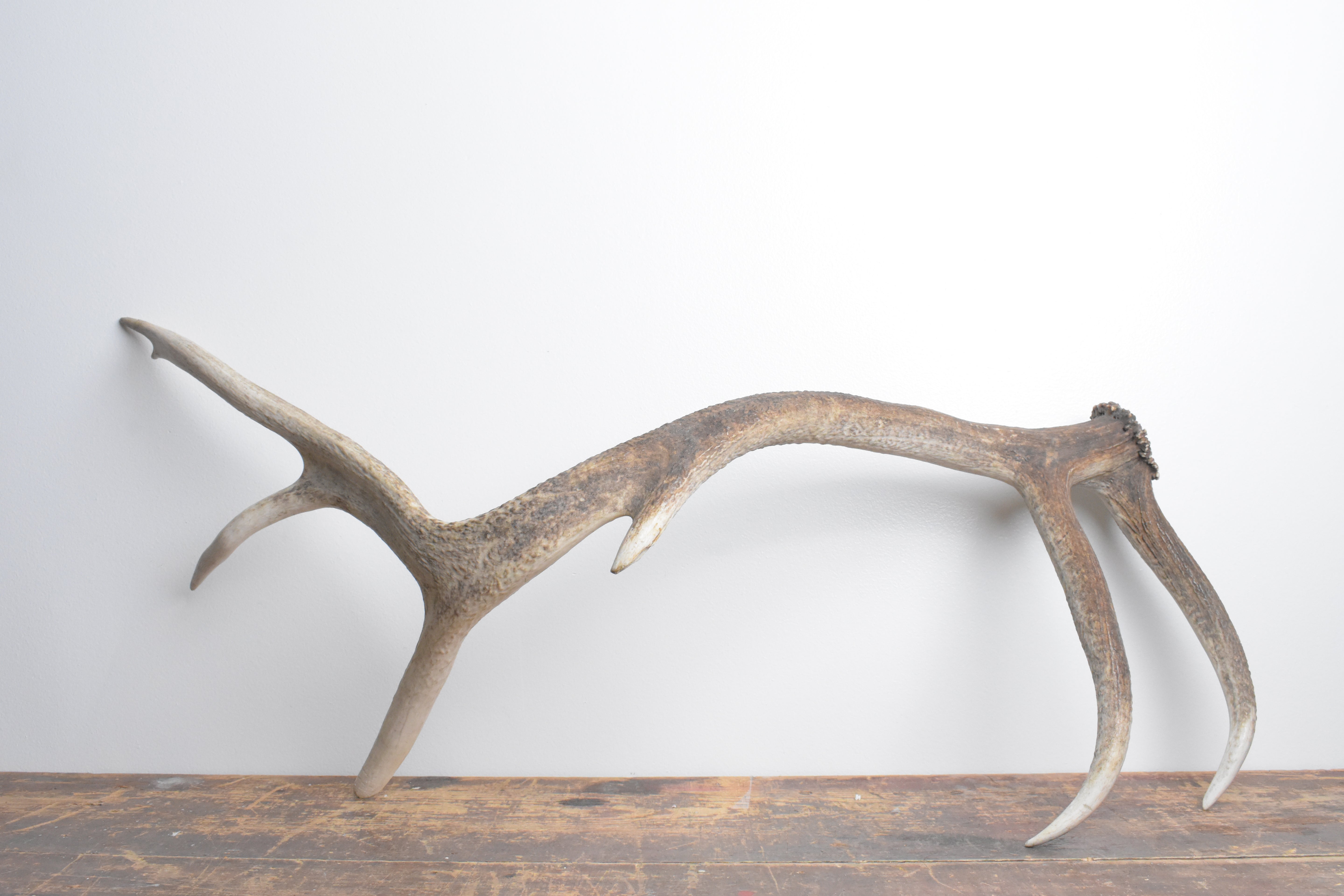Elk Antler | Extra-Large Size | 115