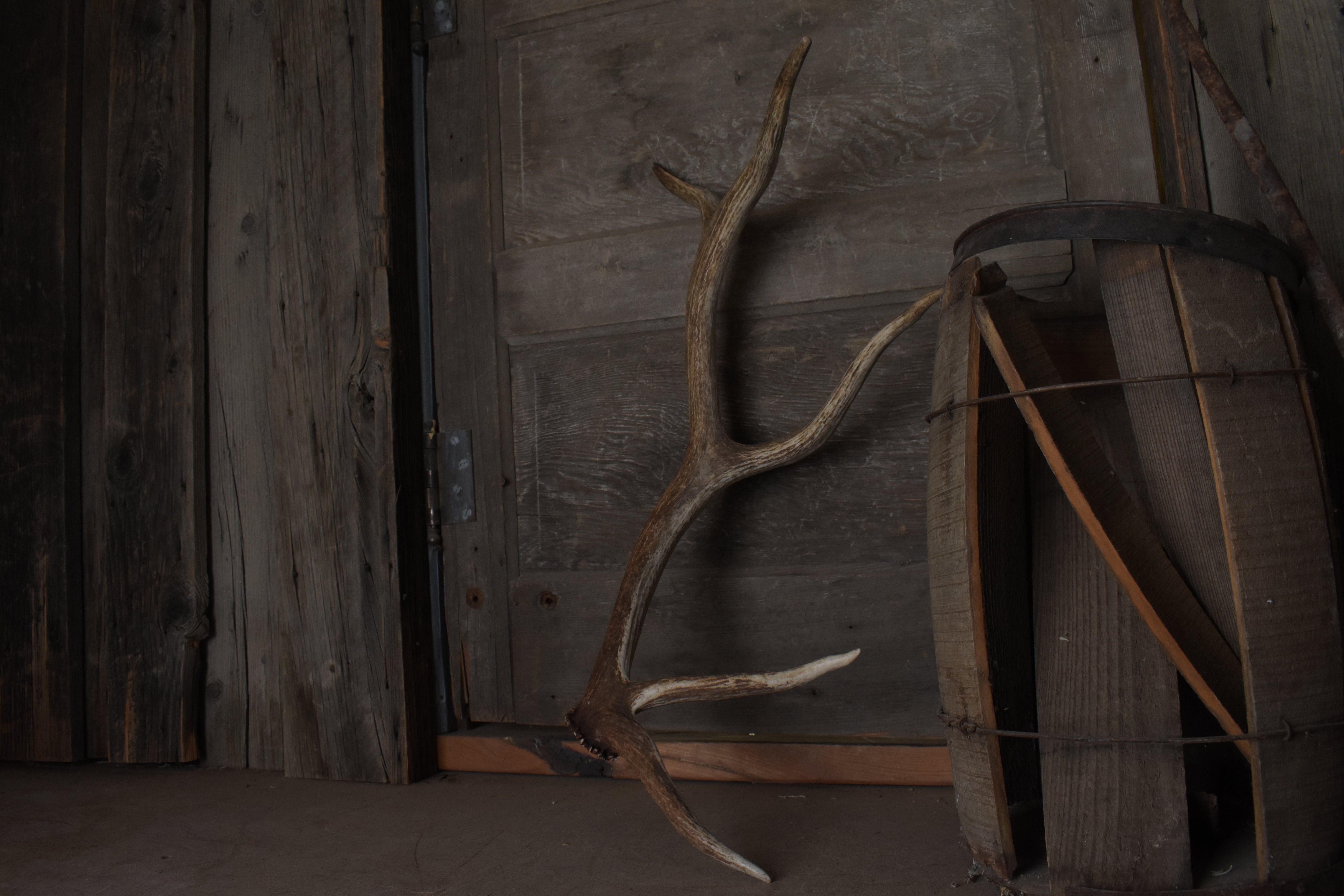 Elk Antler | Small Size | 109