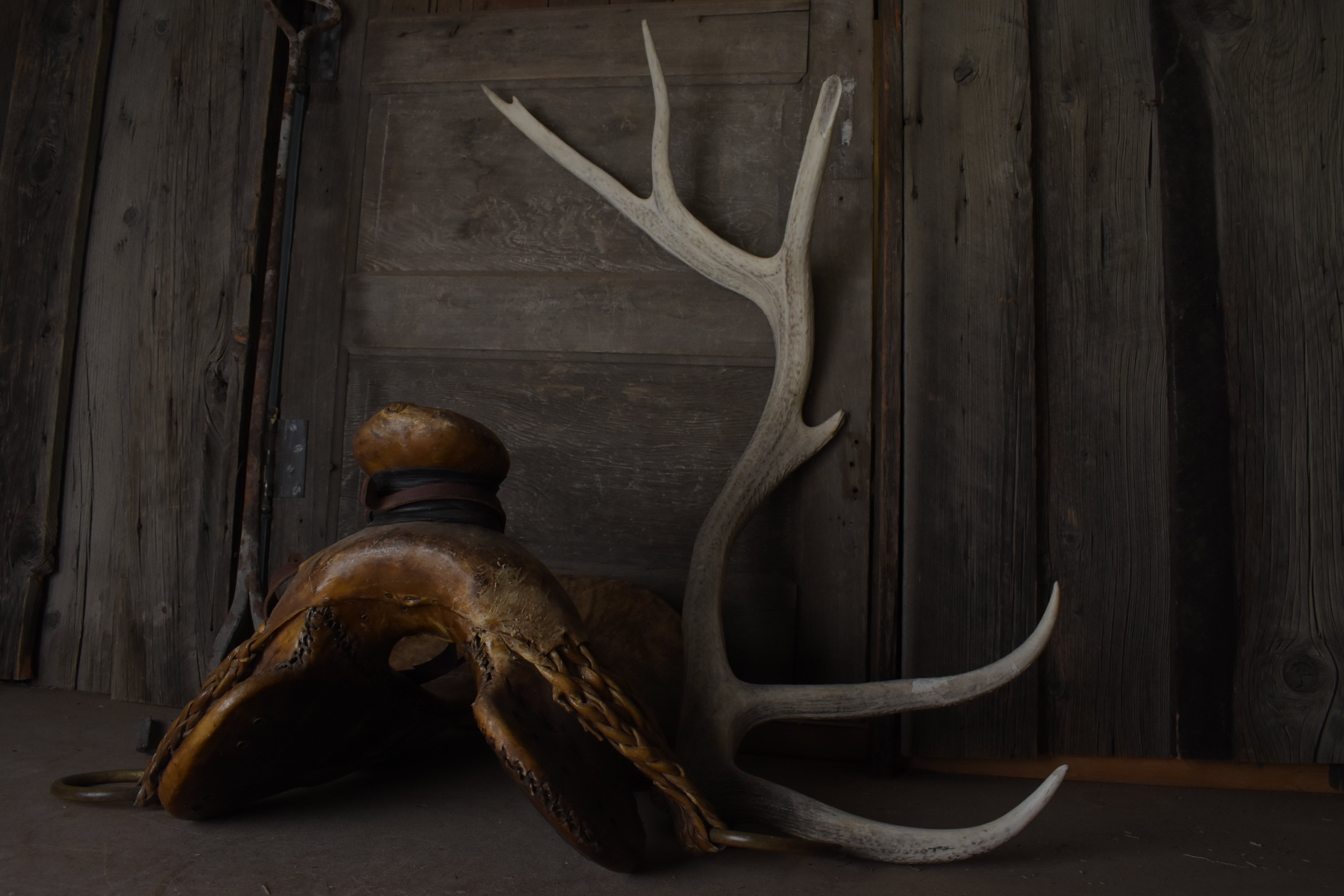 Elk Antler | Extra-Large Size | 115
