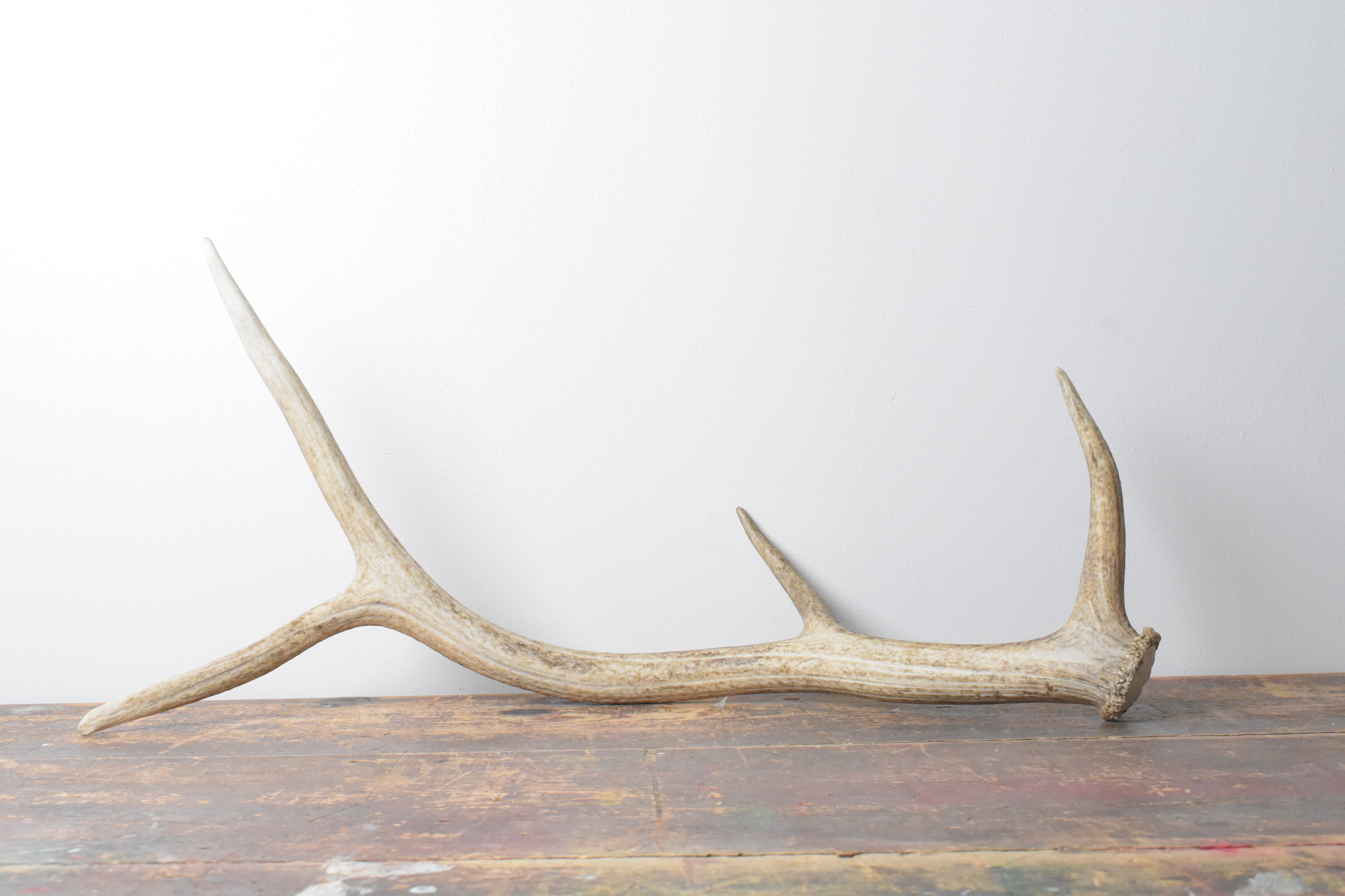Elk Antler | Medium Size | 107