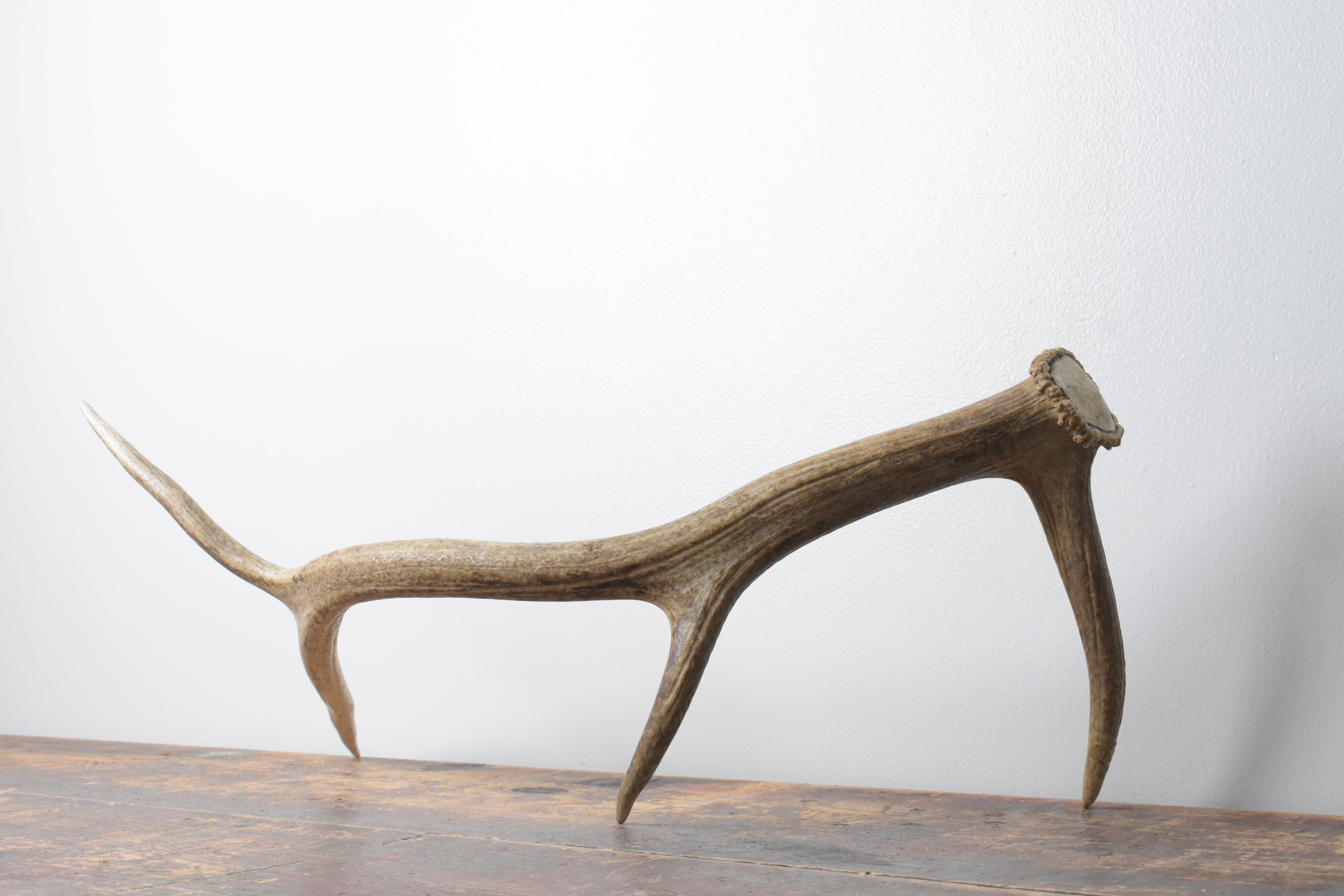 Elk Antler | Medium Size | 107