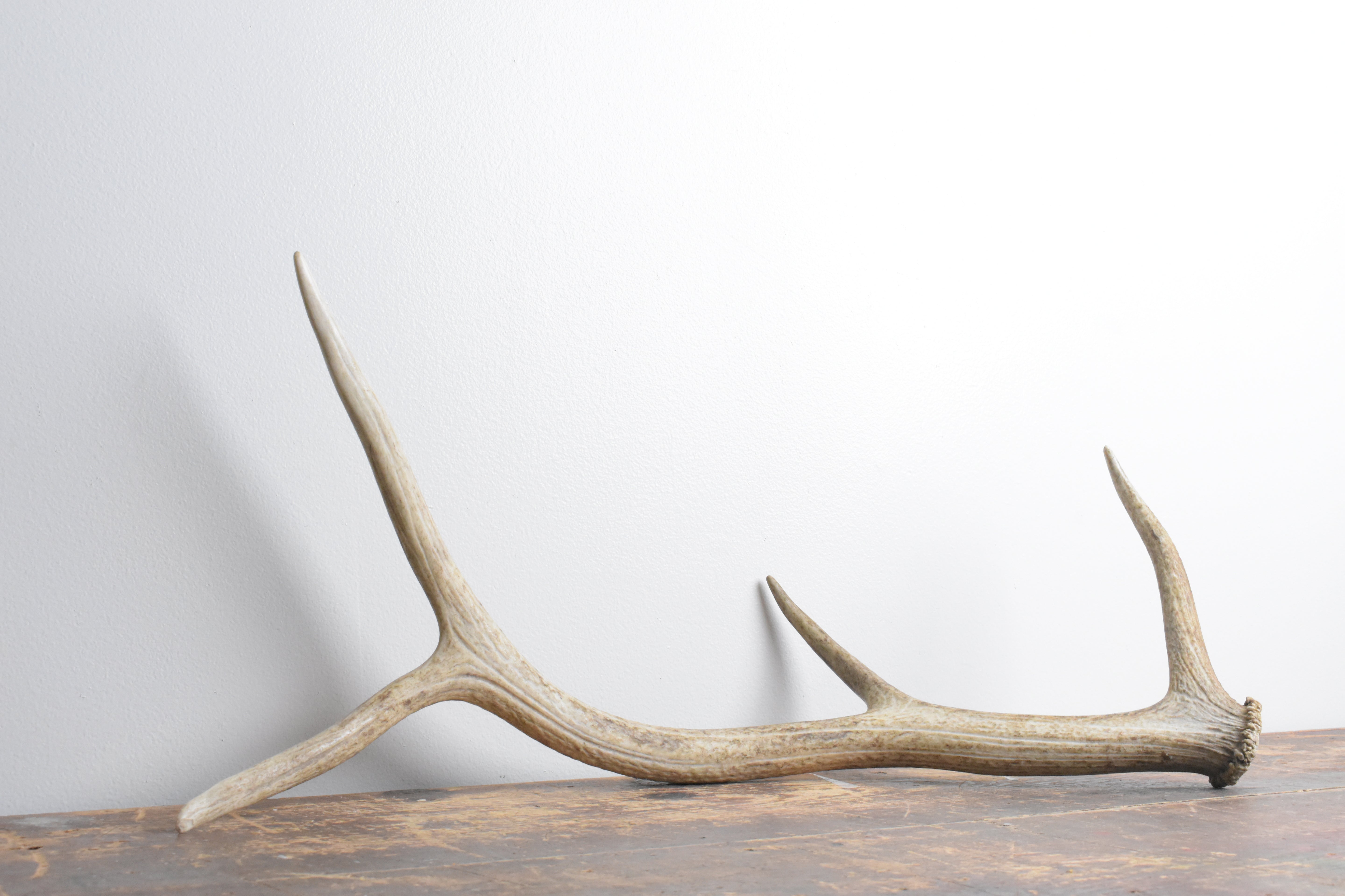 Elk Antler | Medium Size | 107