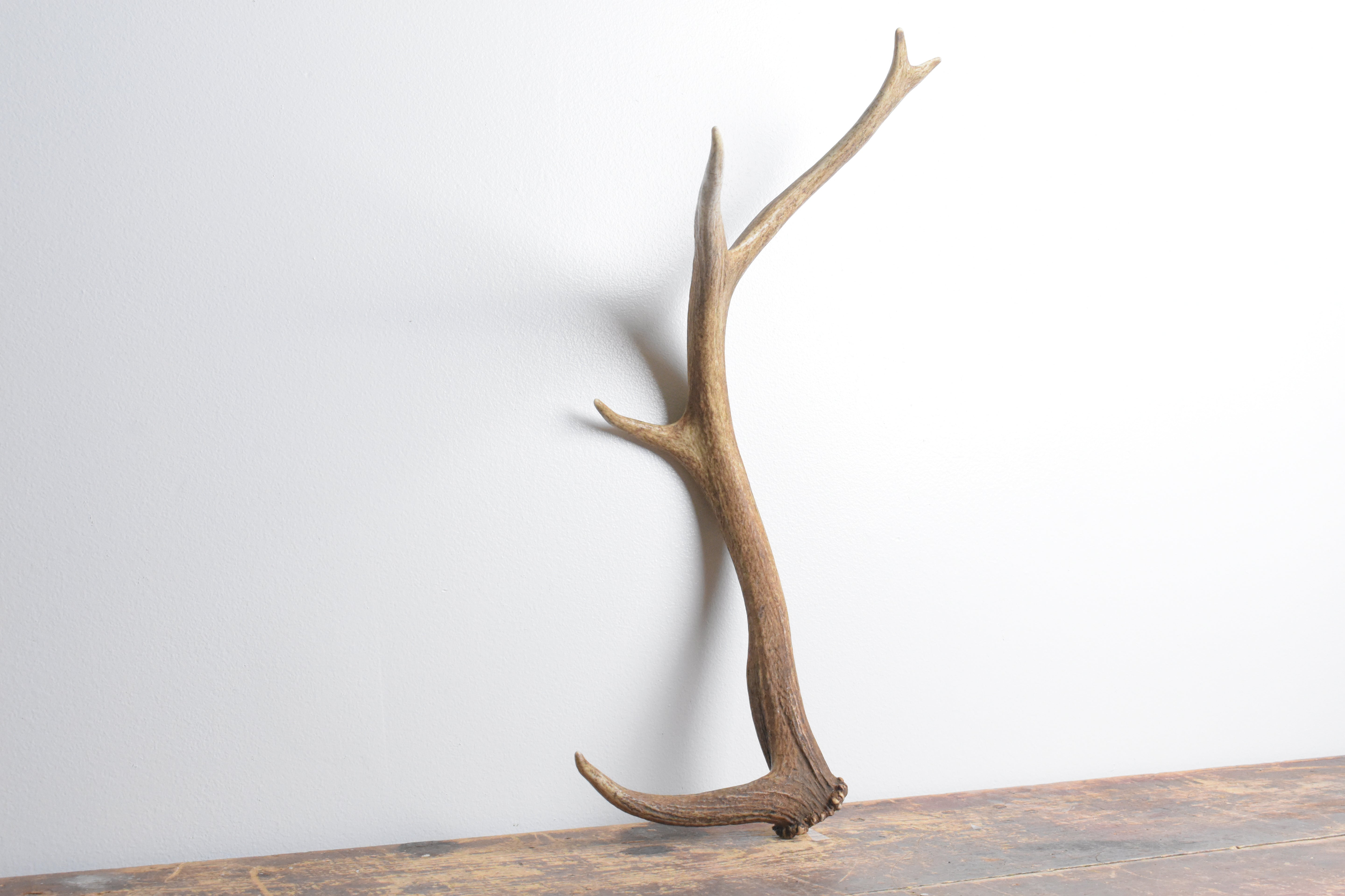Elk Antler | Small Size | 101
