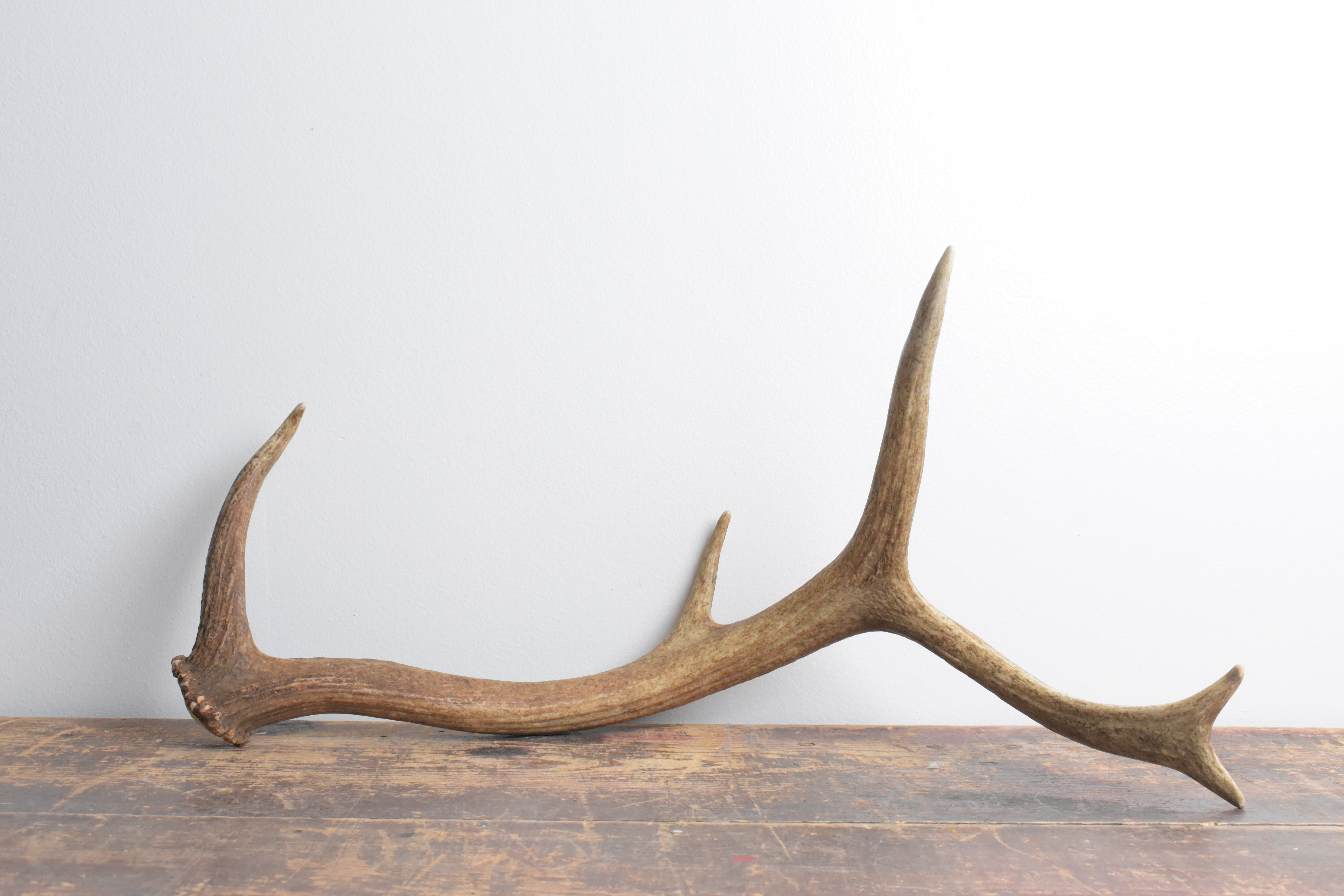 Elk Antler | Small Size | 101