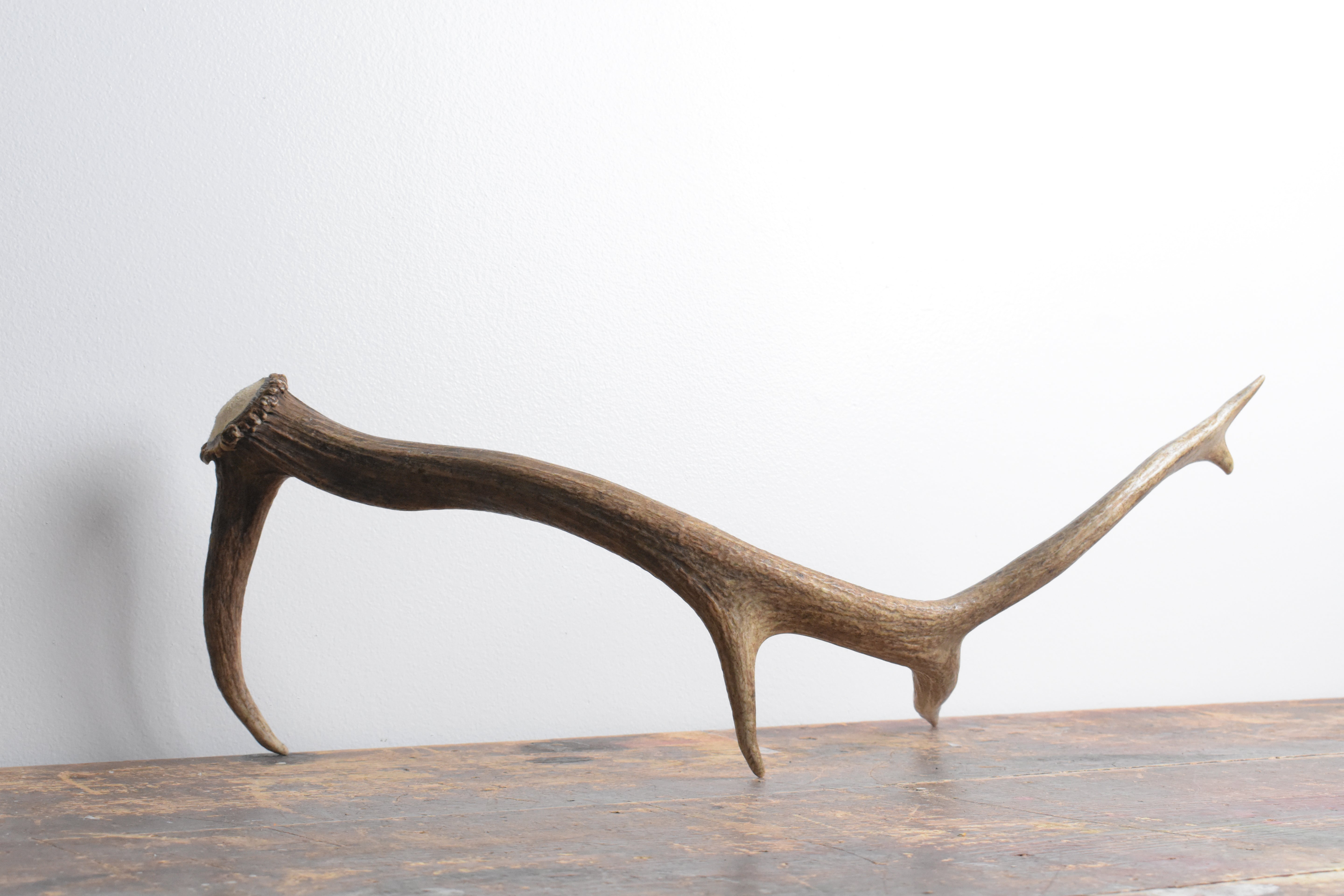 Elk Antler | Small Size | 101