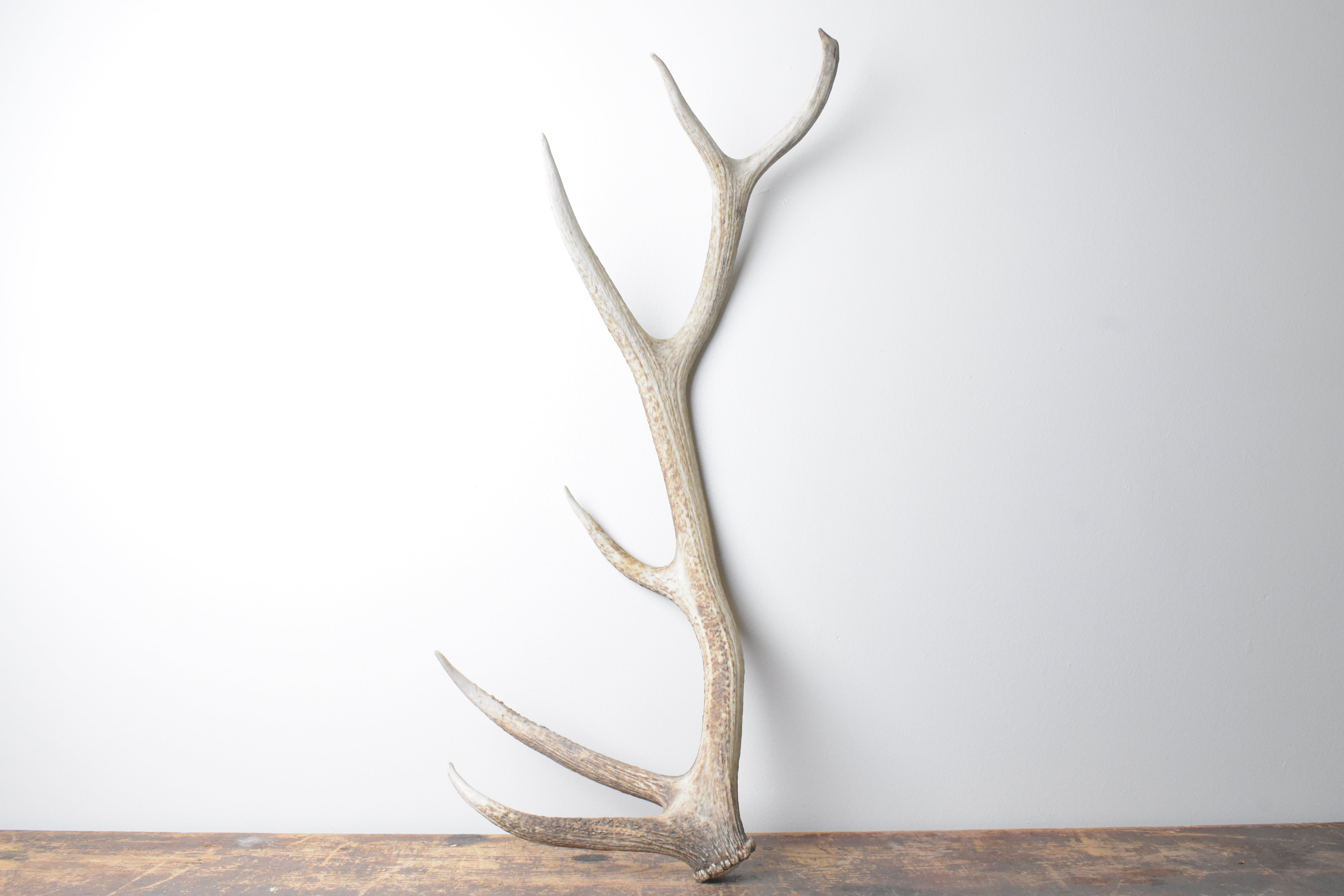 Elk Antler | Medium Size | 103