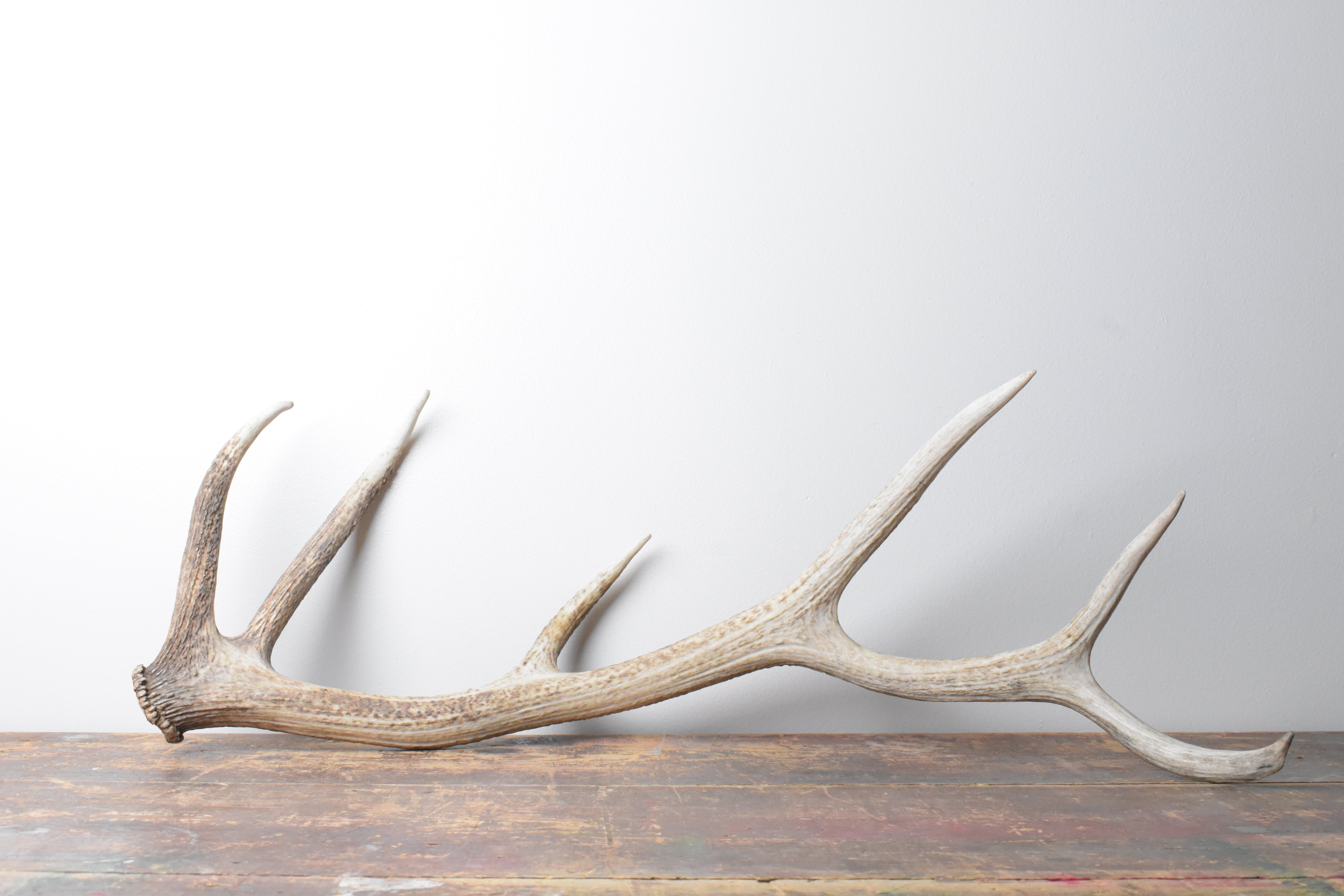 Elk Antler | Medium Size | 103