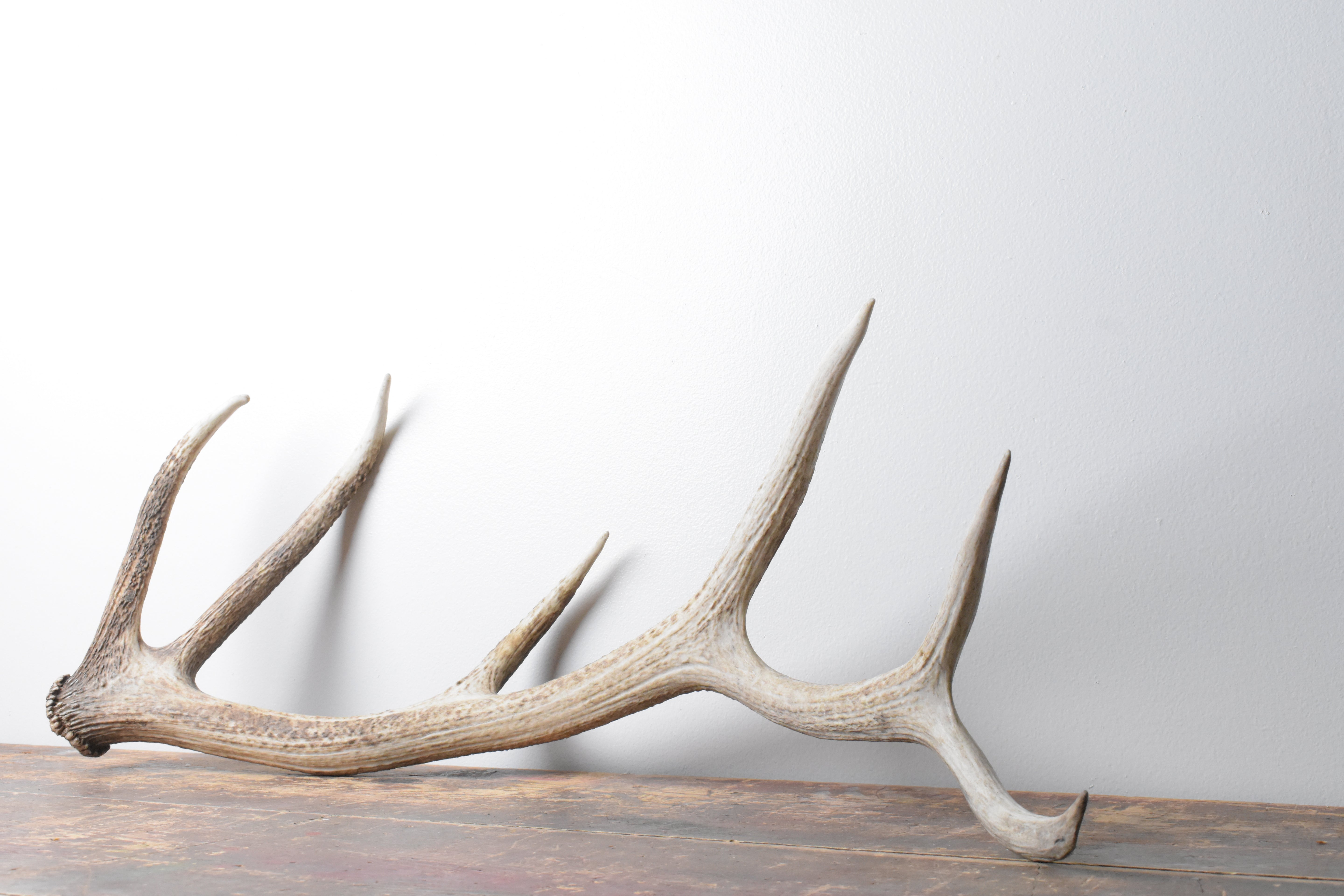 Elk Antler | Medium Size | 103