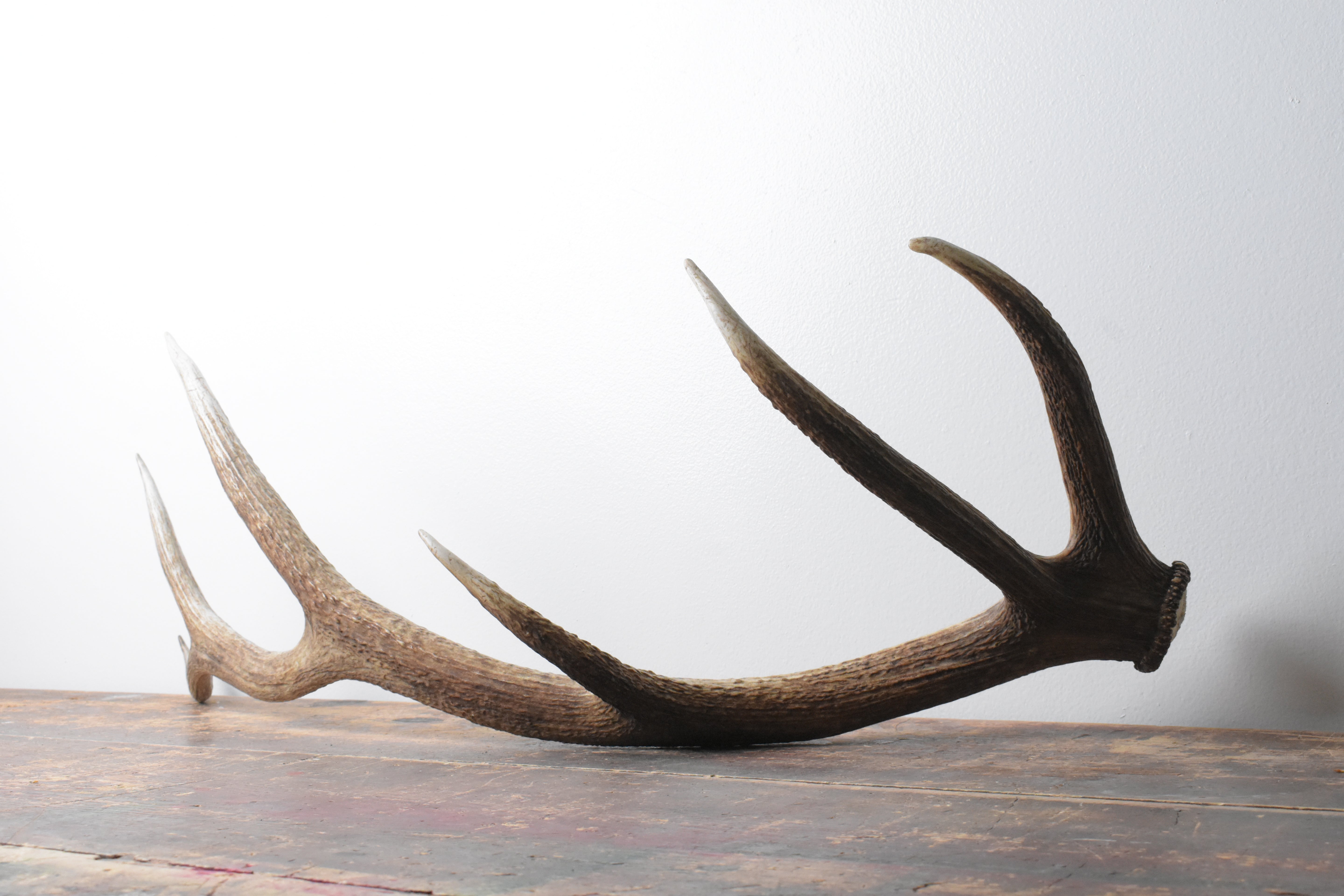 Elk Antler | Medium Size | 103