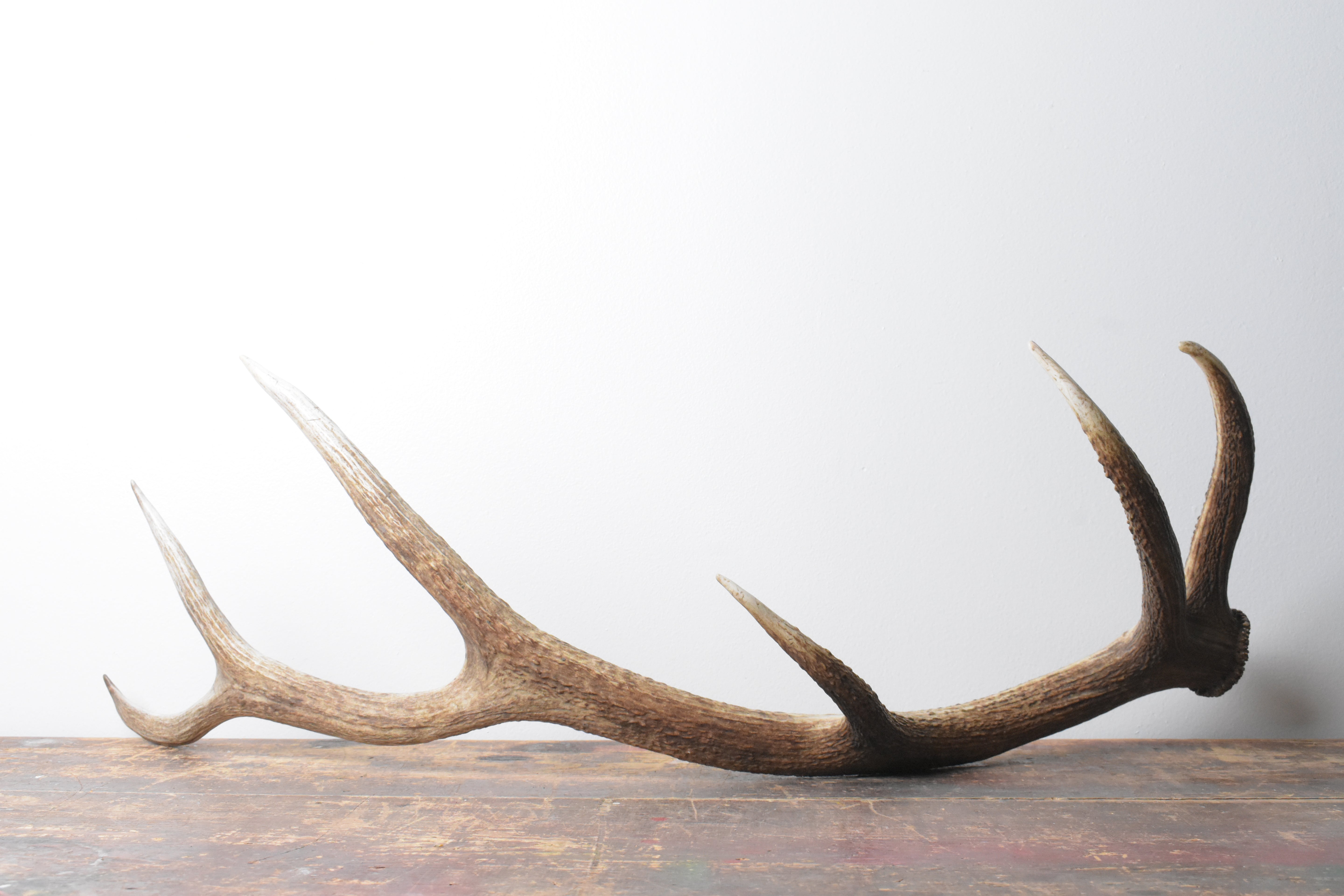 Elk Antler | Medium Size | 103