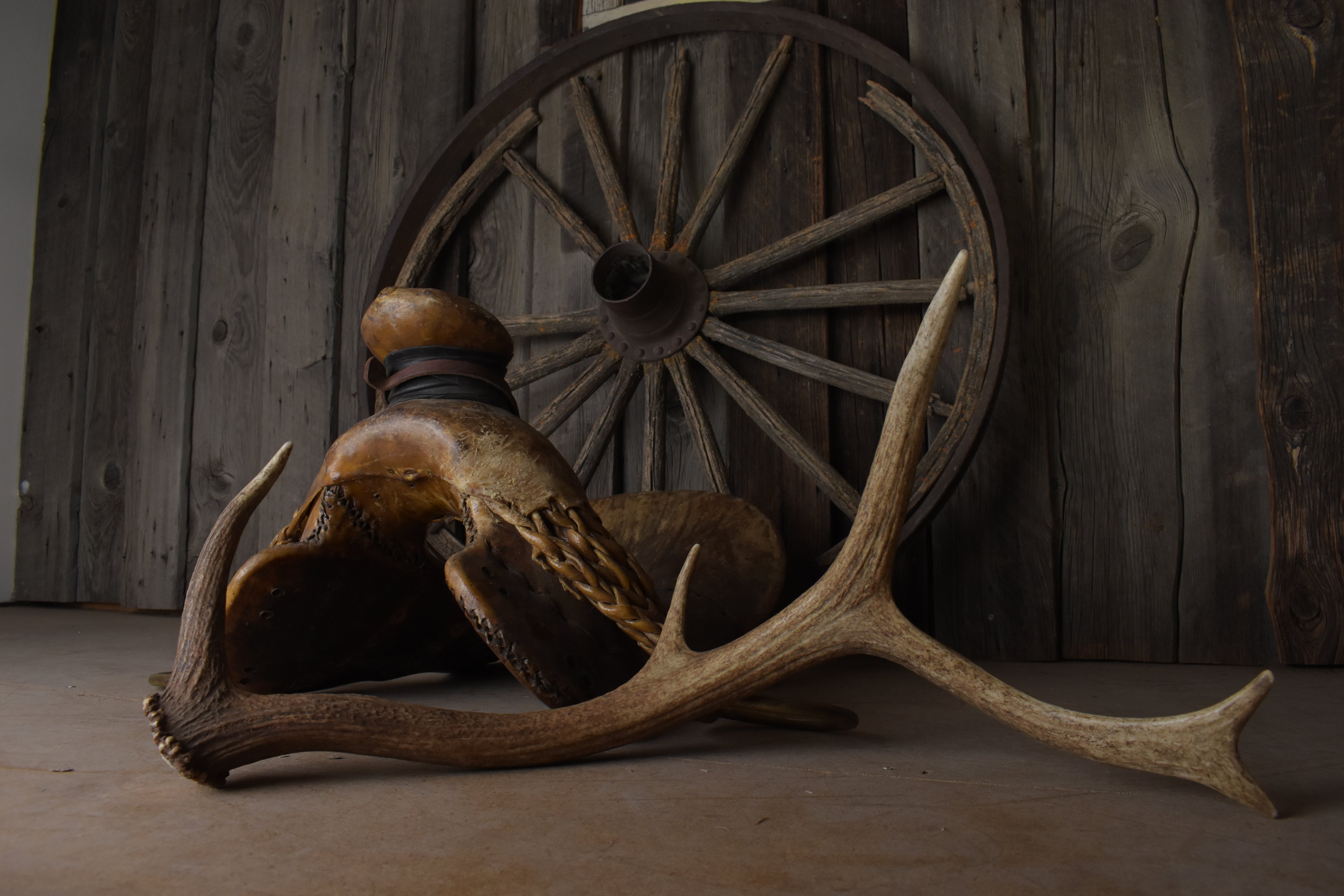 Elk Antler | Small Size | 101