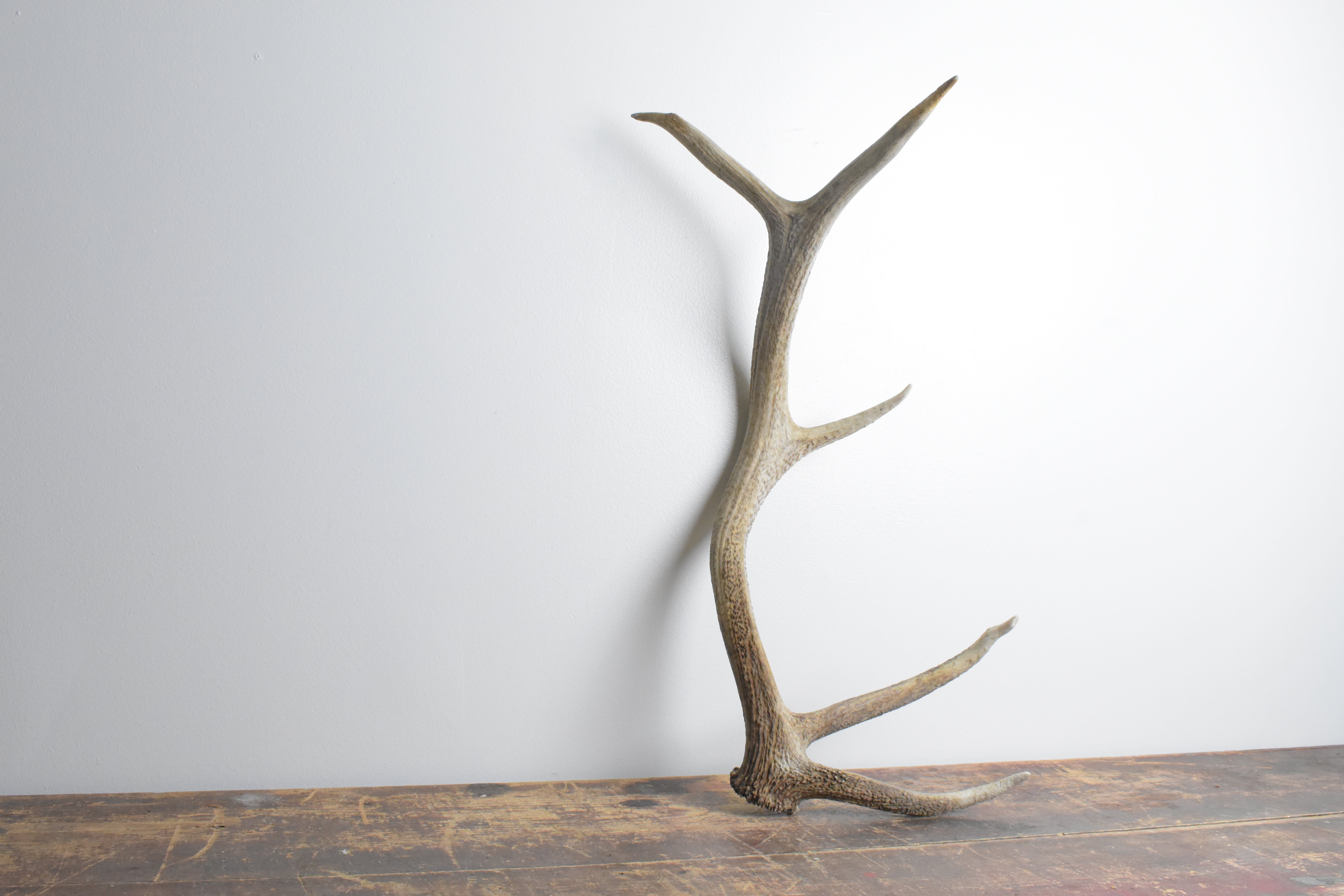 Elk Antler | Small Size | 114