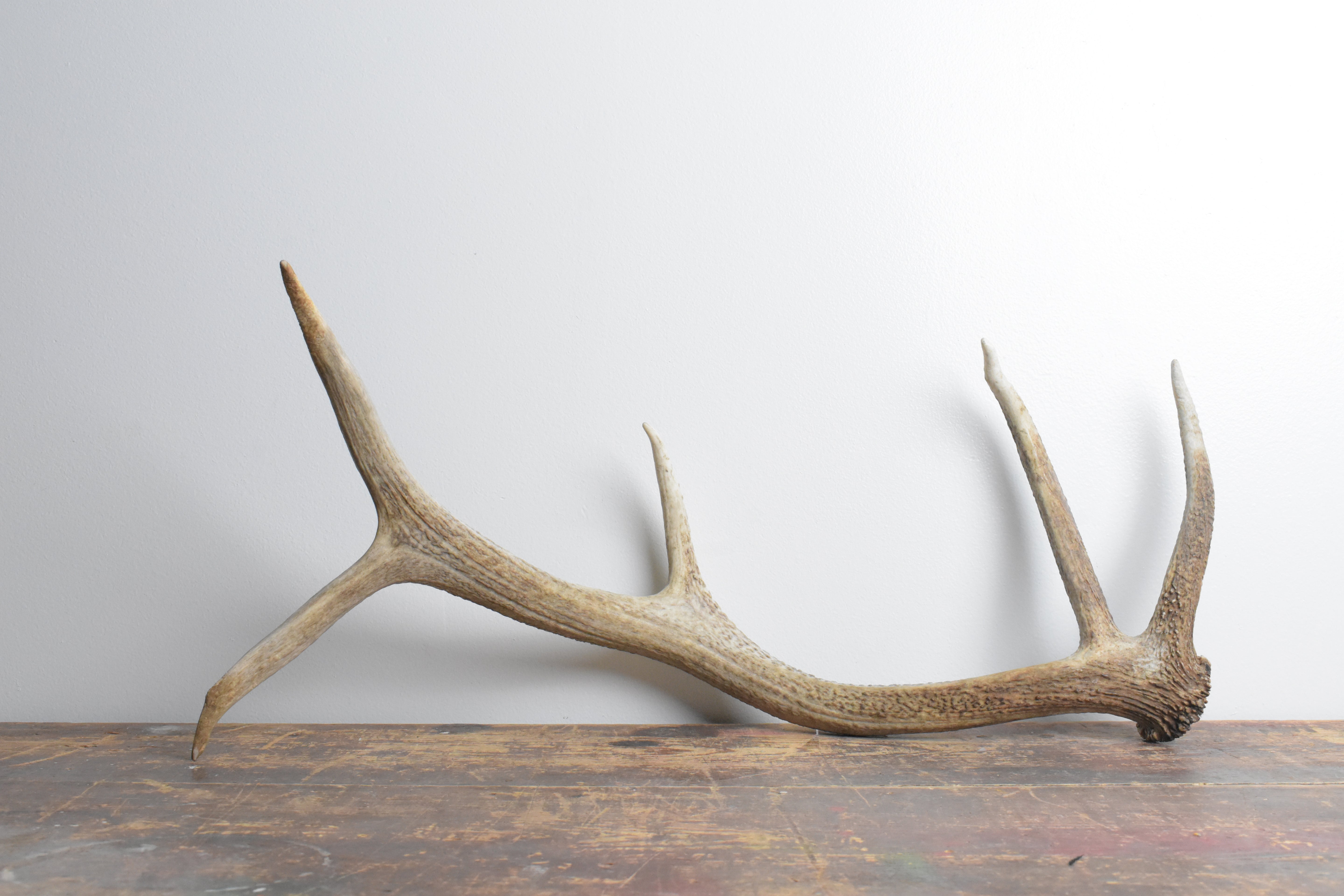 Elk Antler | Small Size | 114