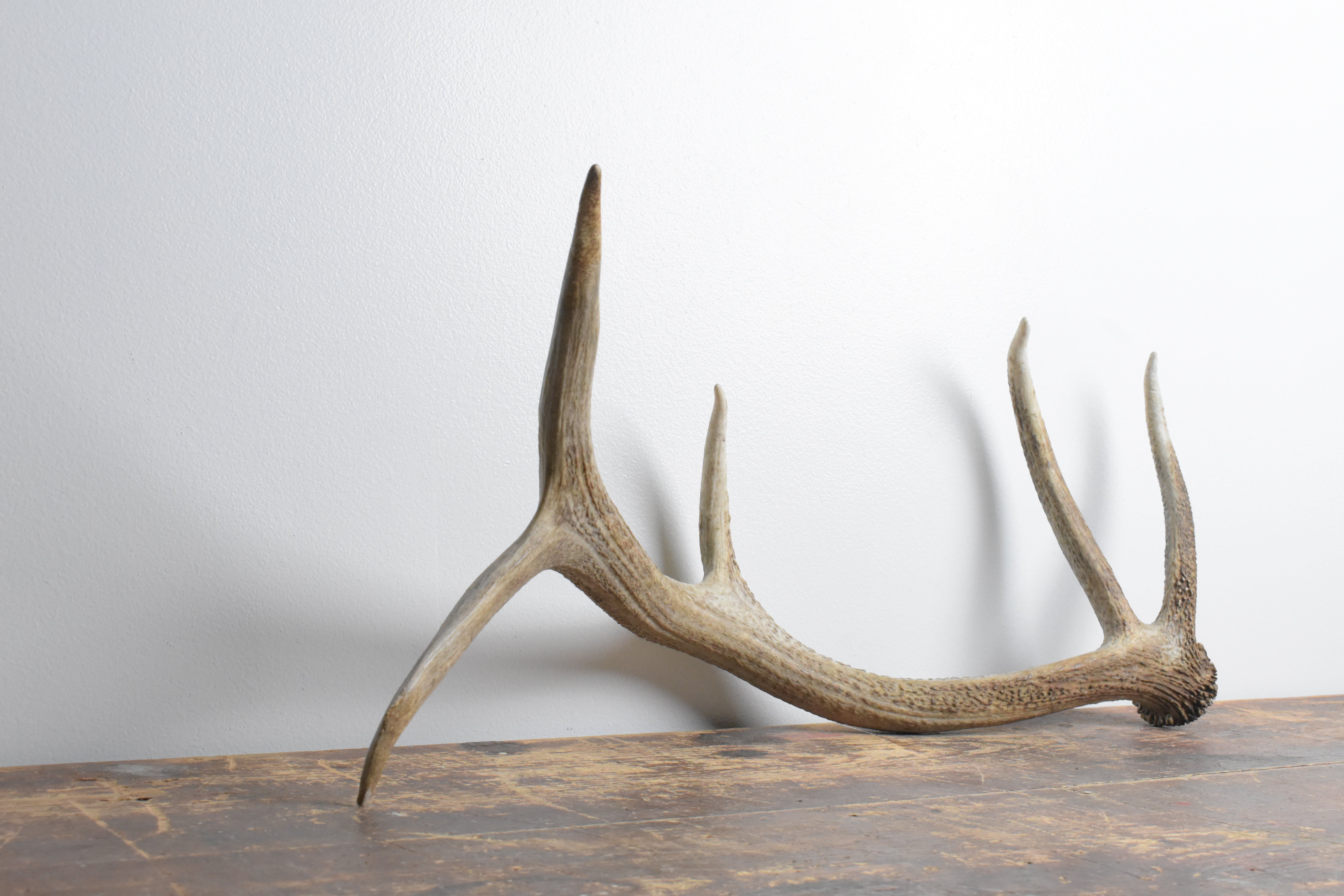Elk Antler | Small Size | 114