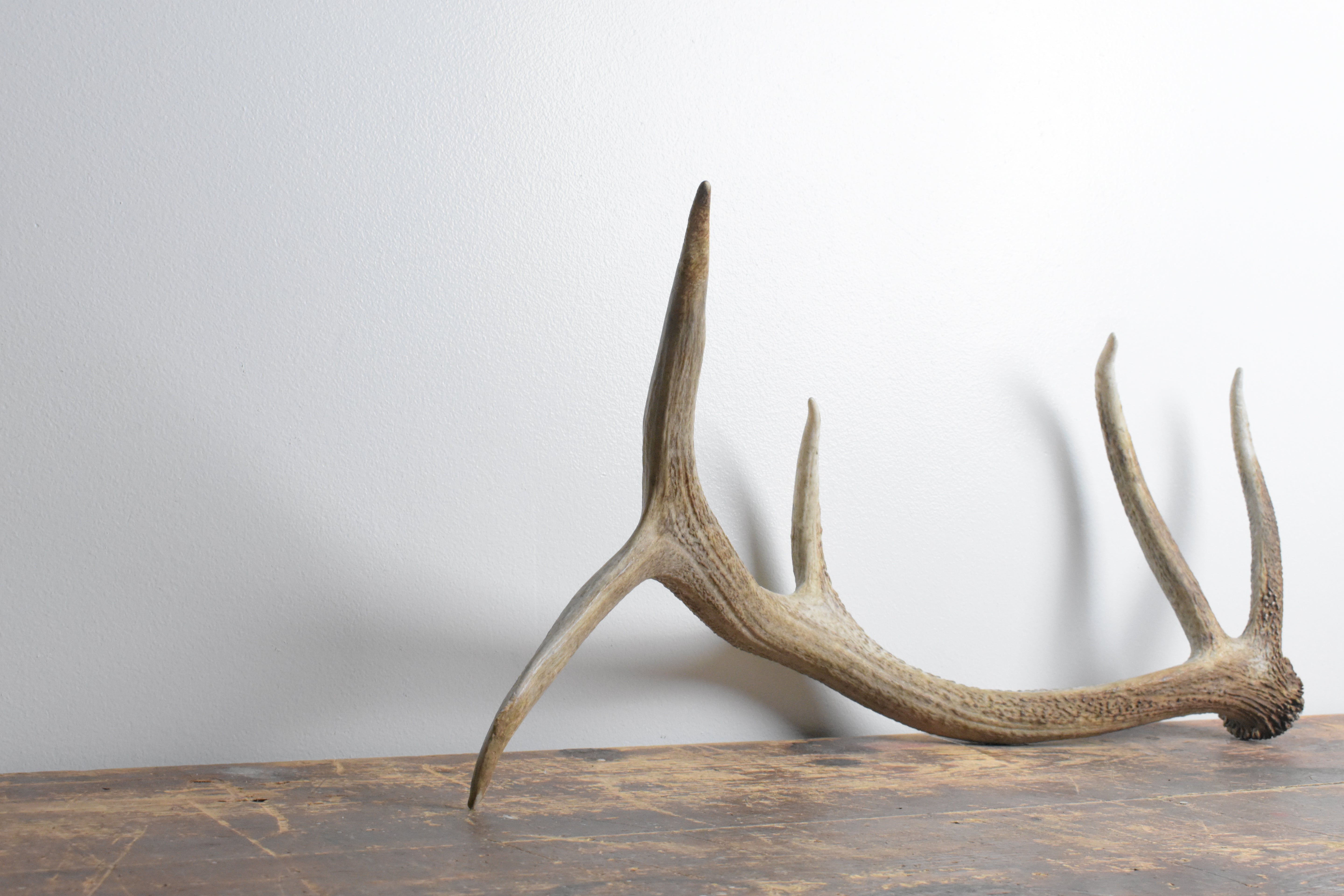 Elk Antler | Small Size | 114