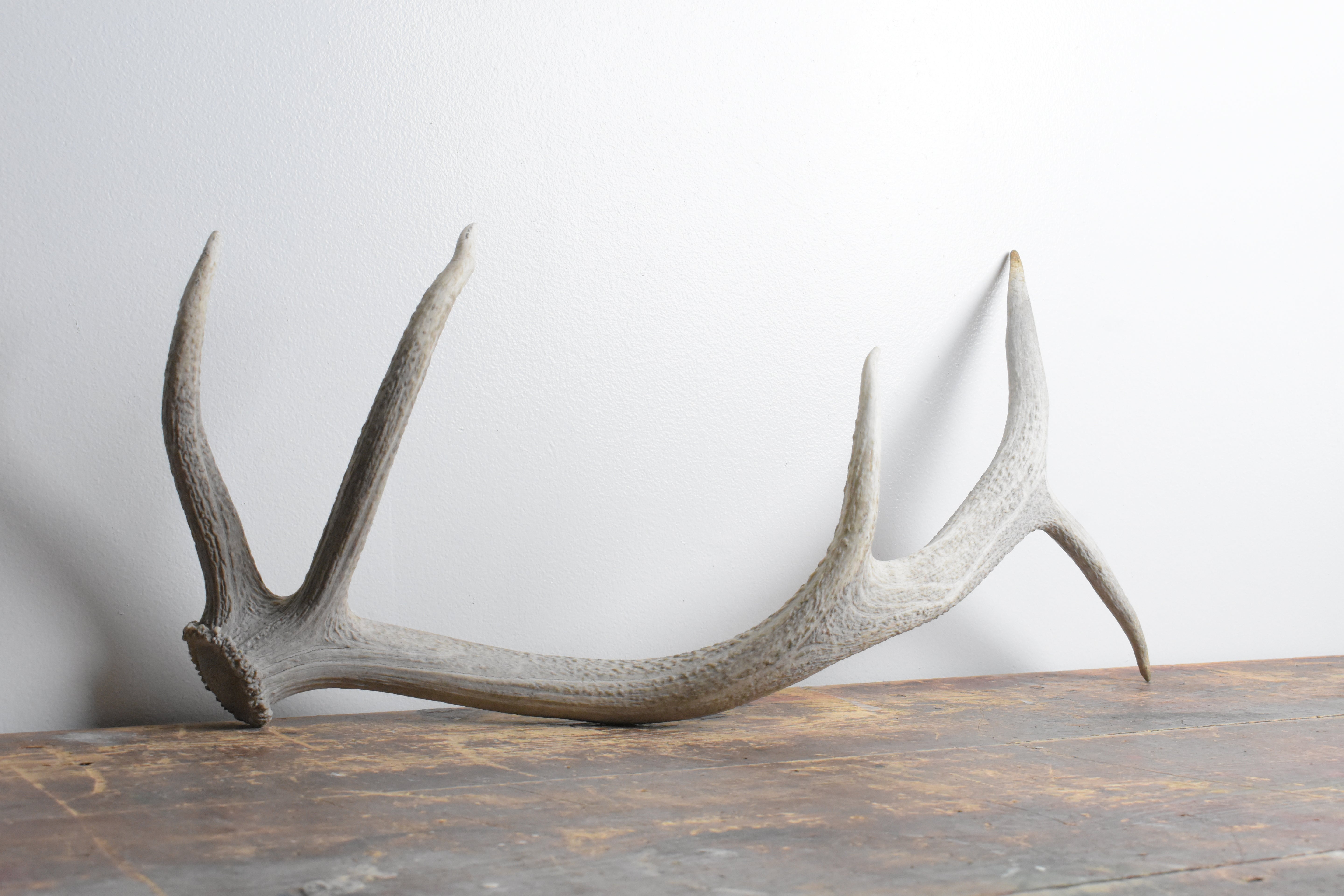 Elk Antler | Small Size | 114