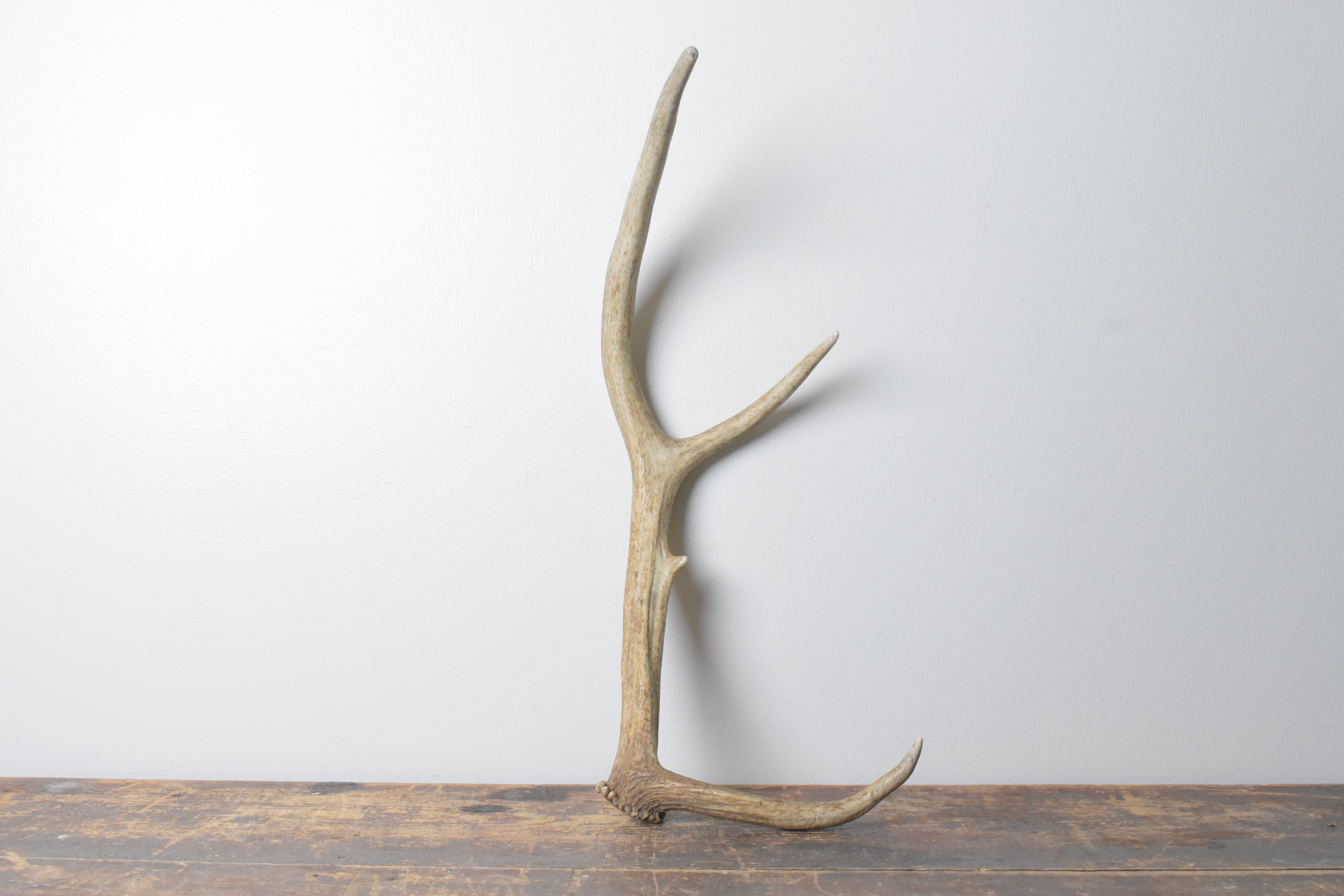 Elk Antler | Small Size | 104