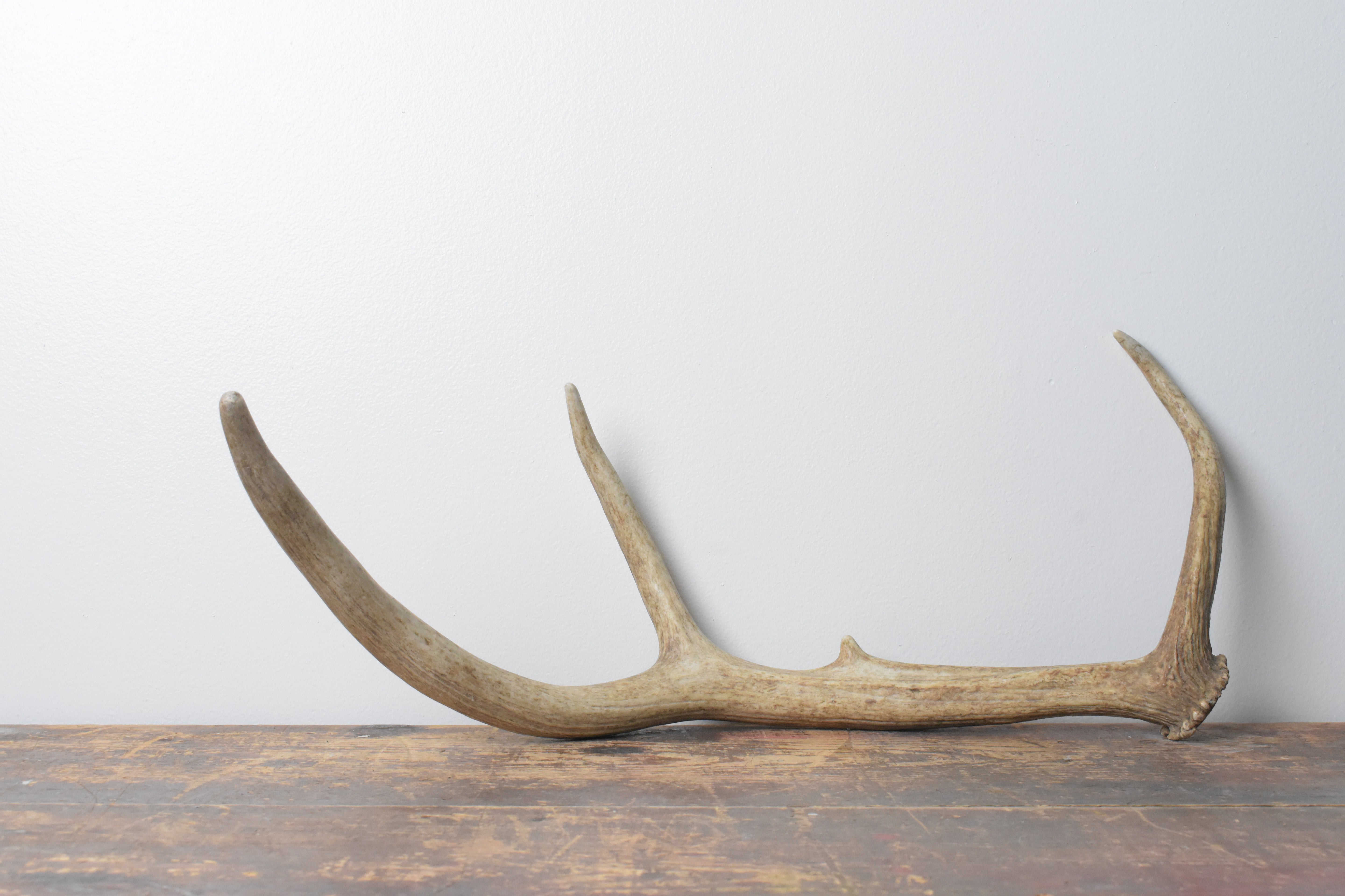 Elk Antler | Small Size | 104