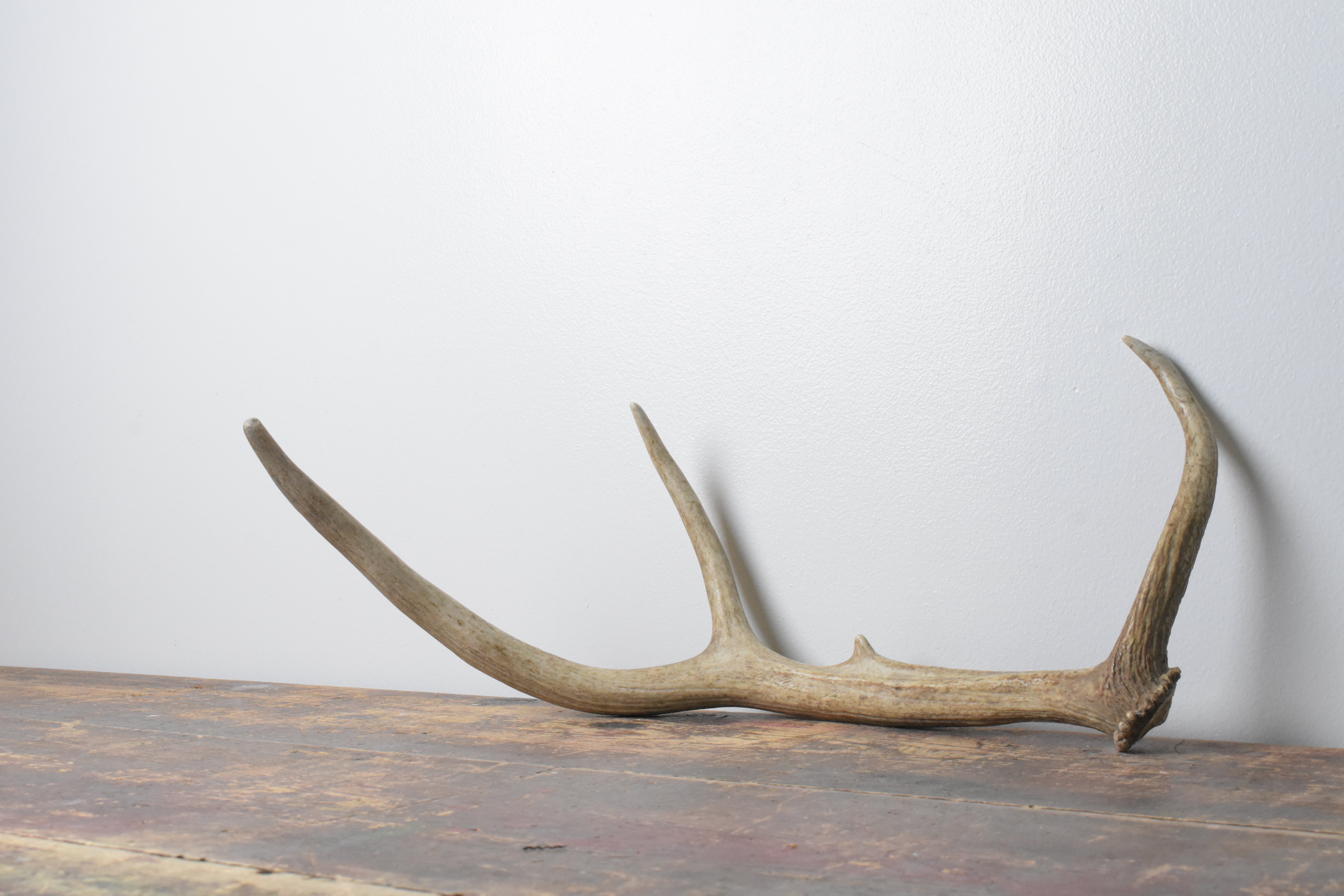Elk Antler | Small Size | 104