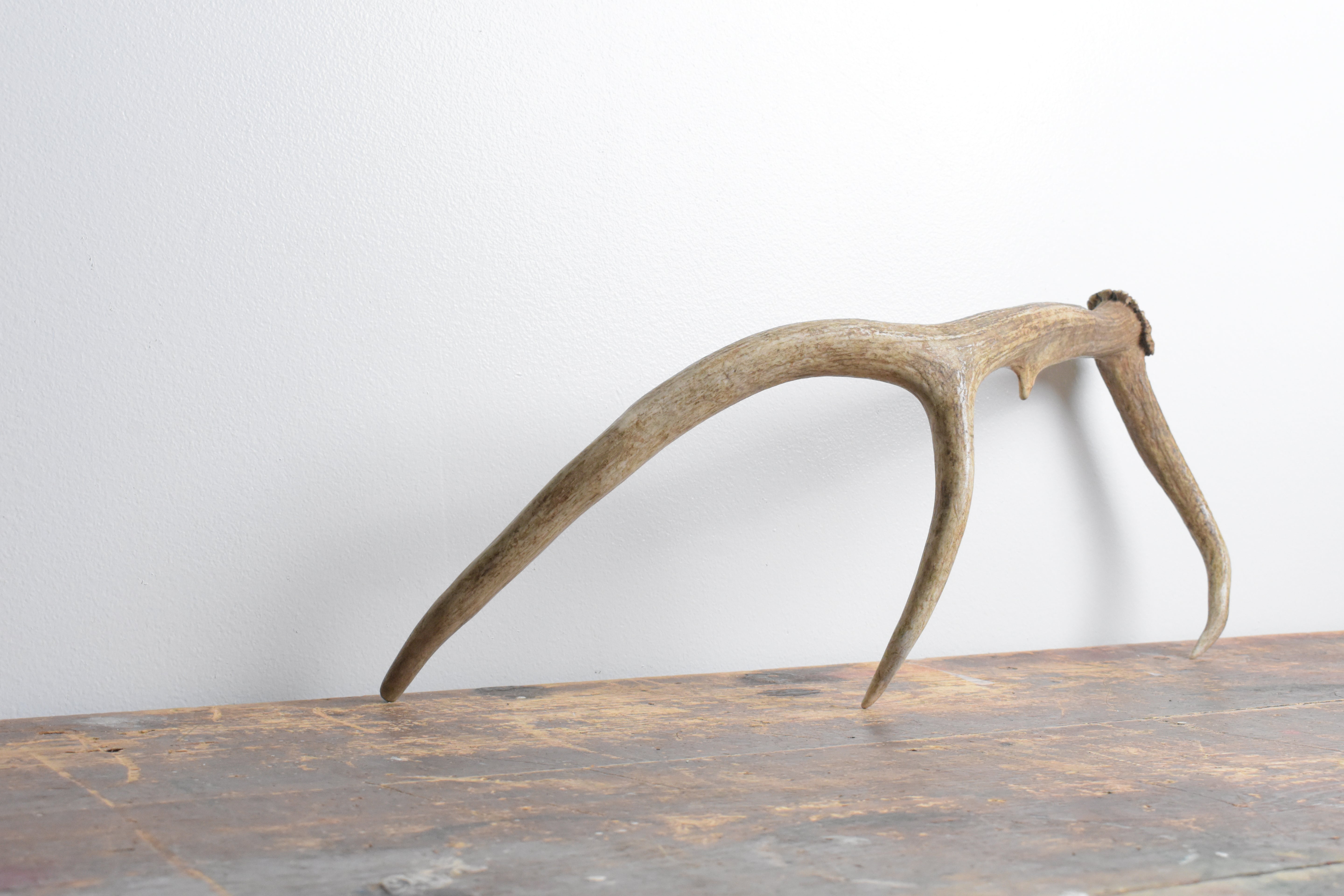 Elk Antler | Small Size | 104