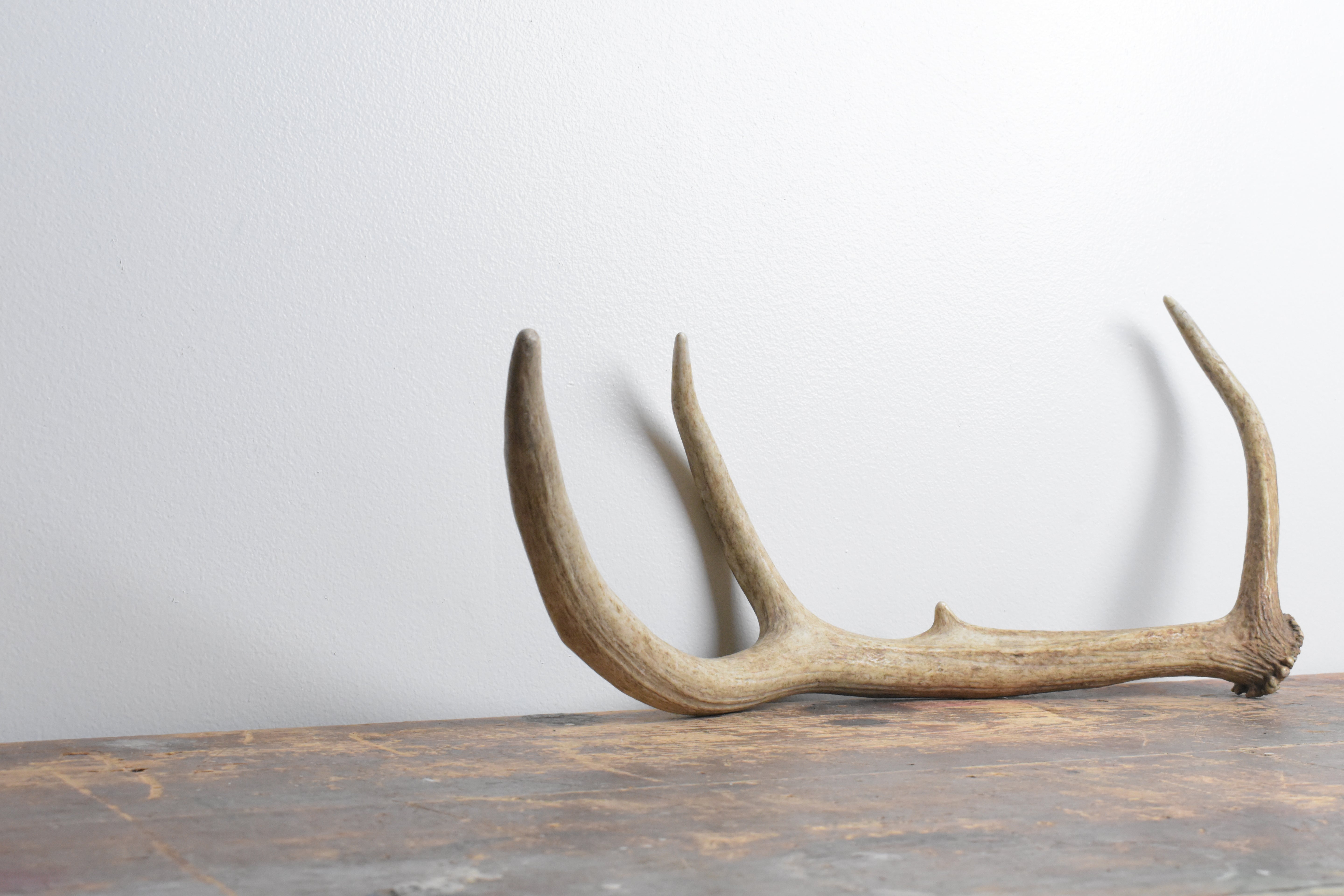 Elk Antler | Small Size | 104