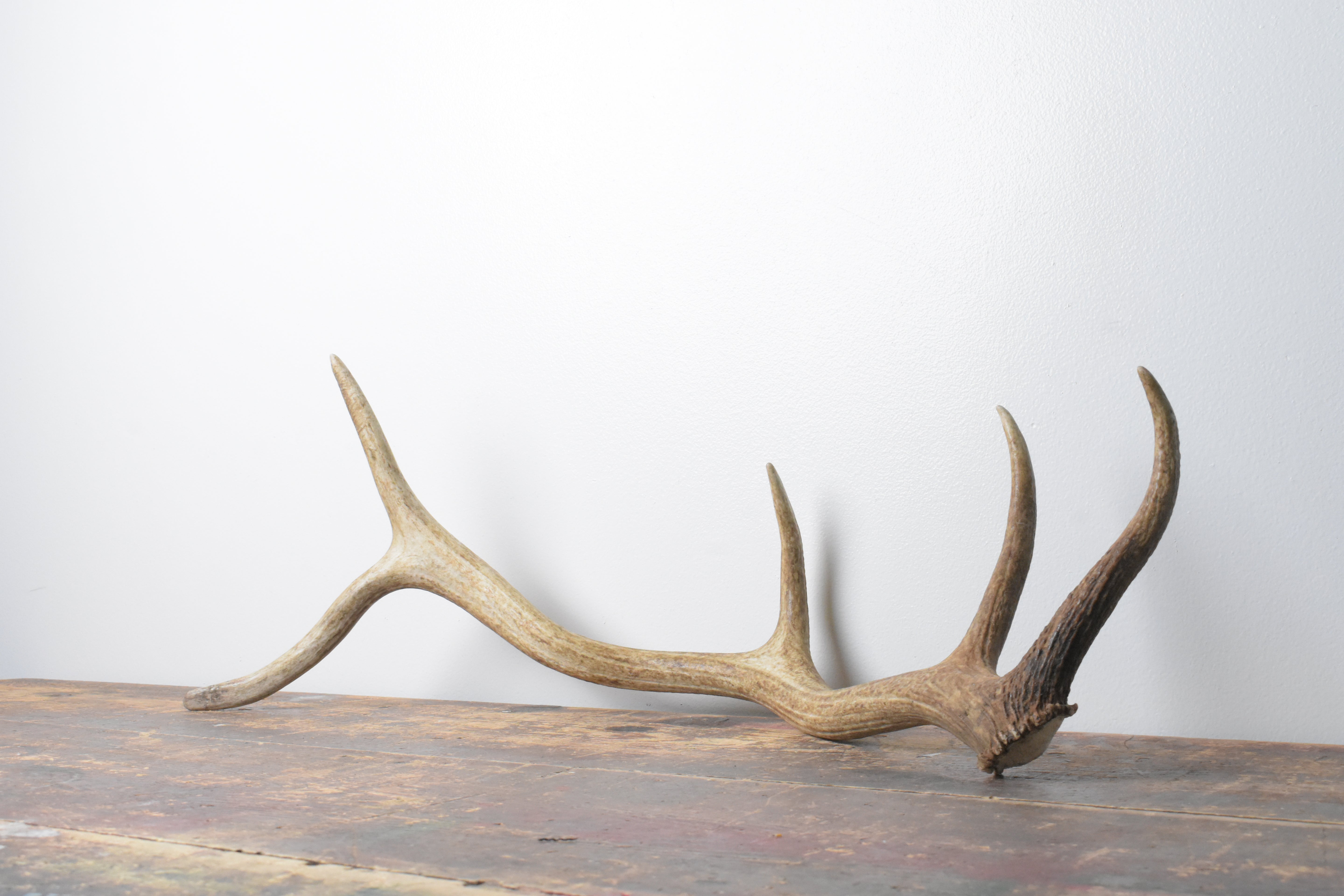 Elk Antler | Medium Size | 102
