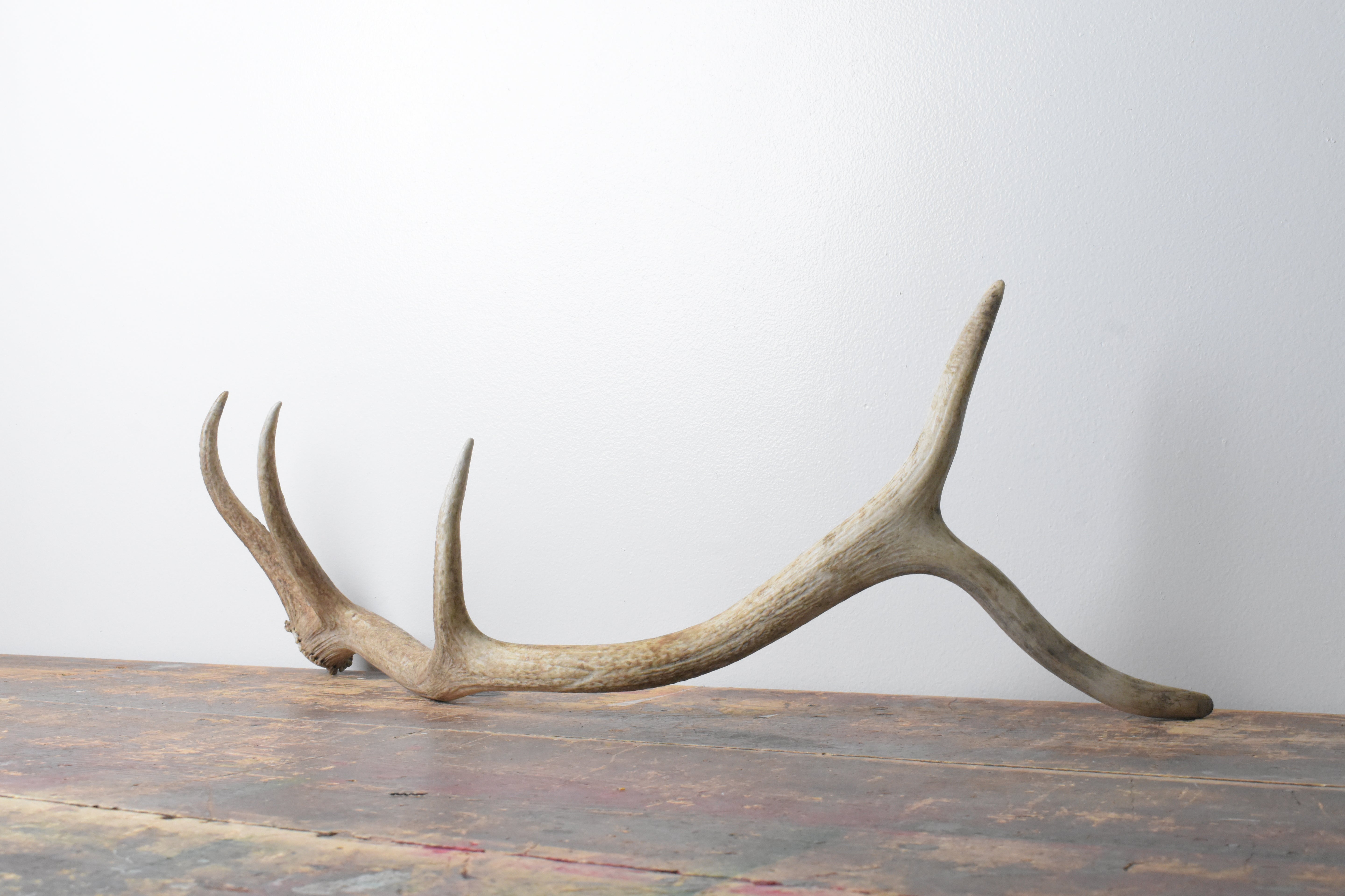 Elk Antler | Medium Size | 102