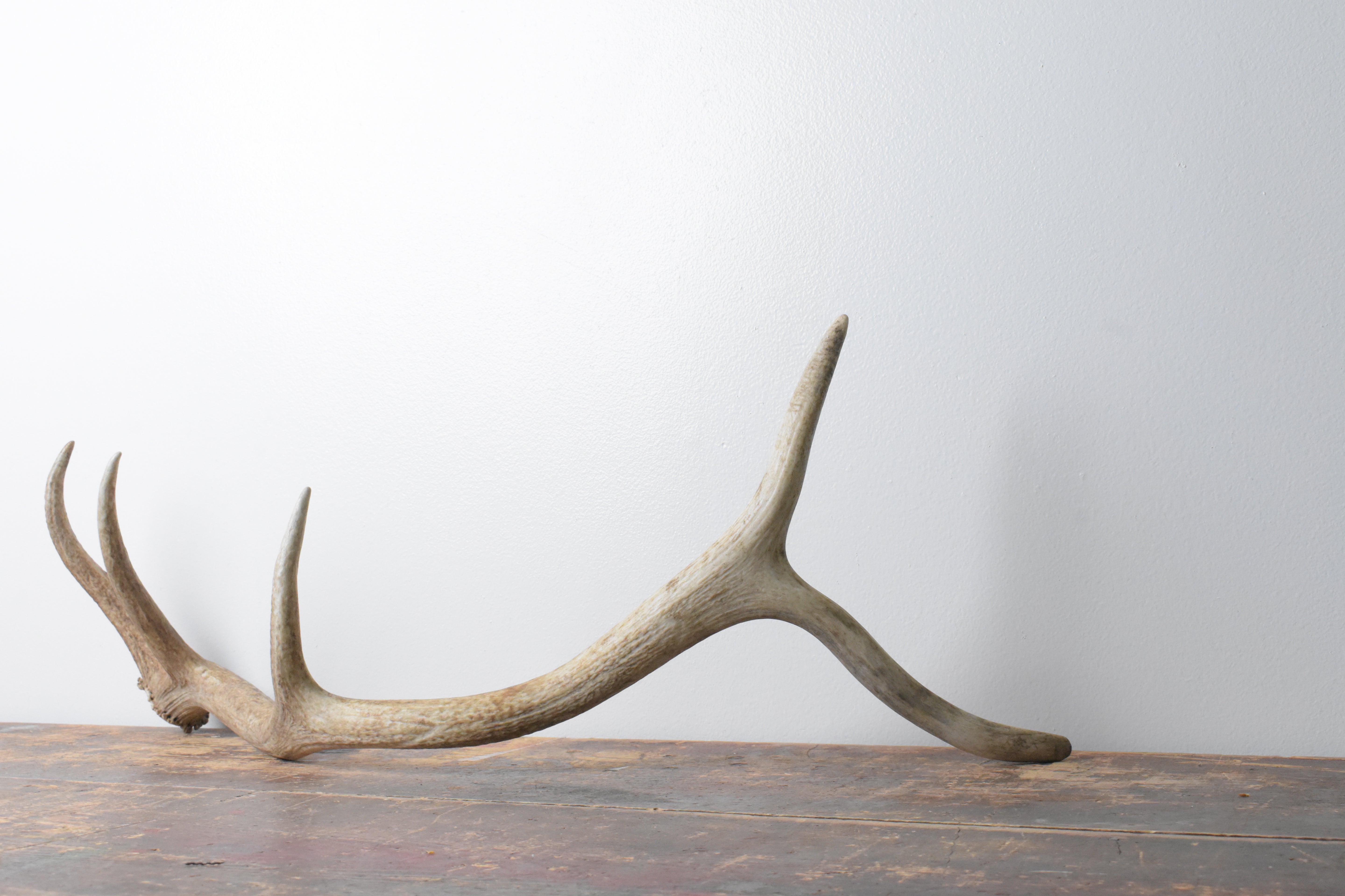 Elk Antler | Medium Size | 102