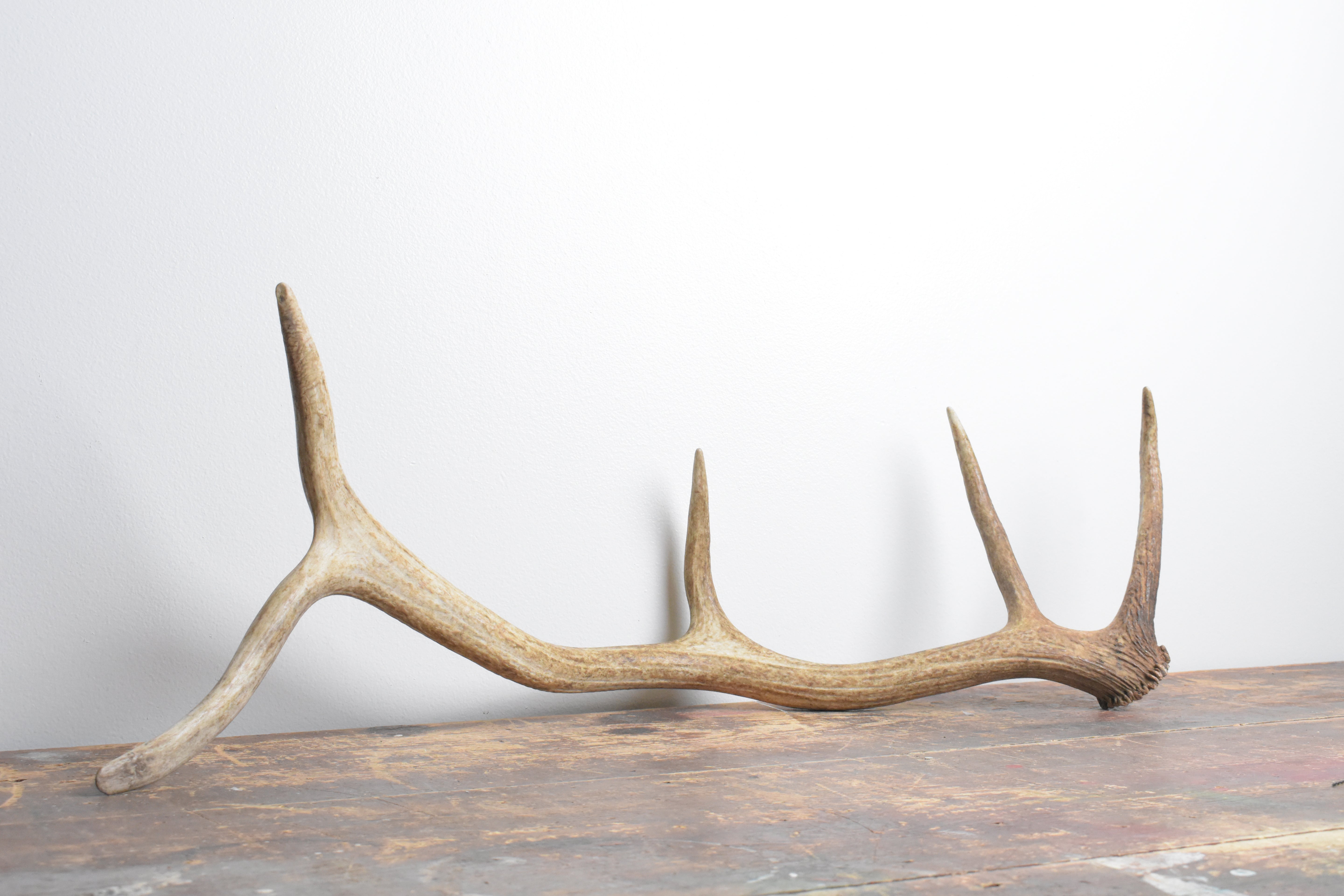 Elk Antler | Medium Size | 102