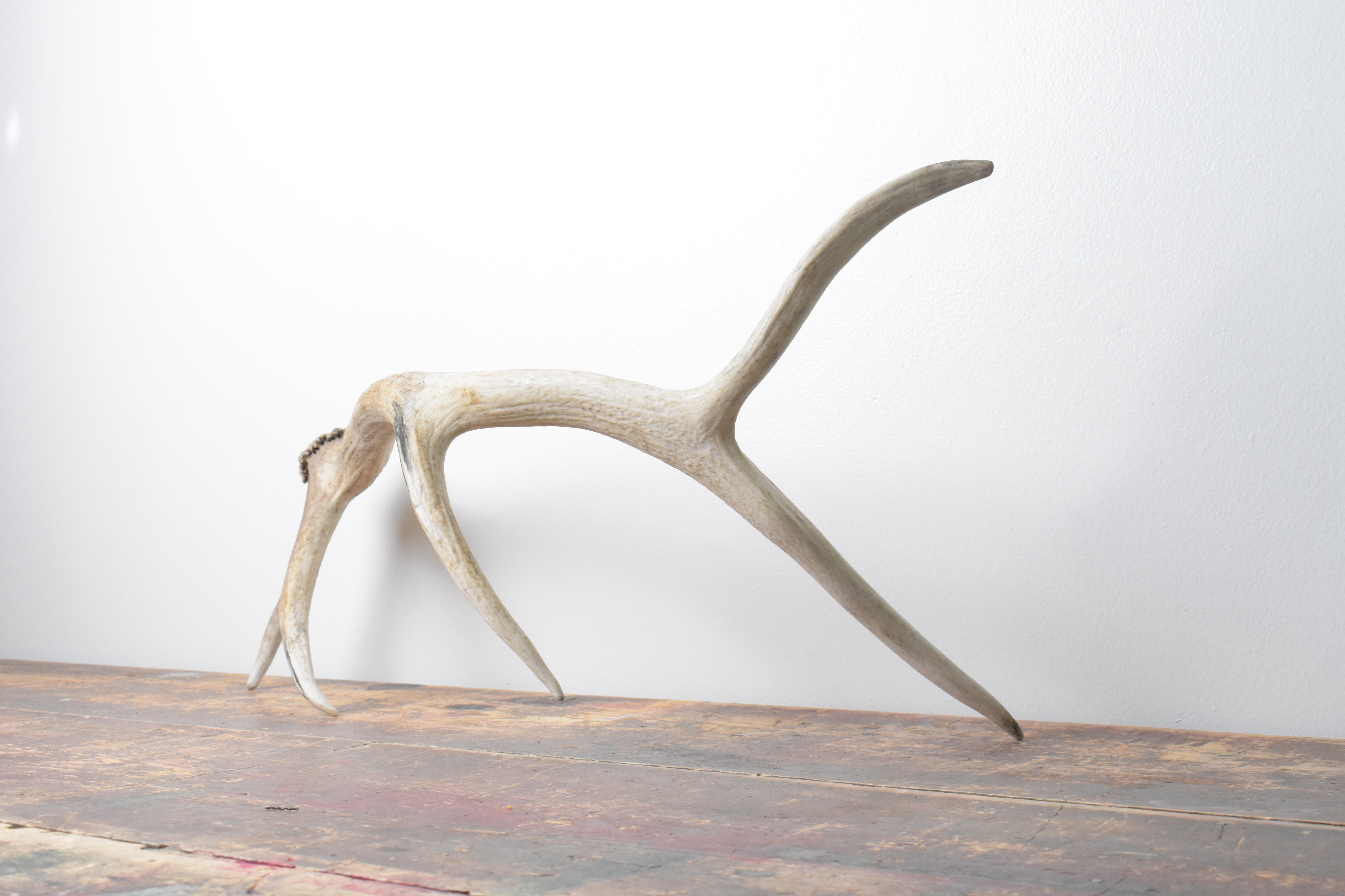 Elk Antler | Medium Size | 111
